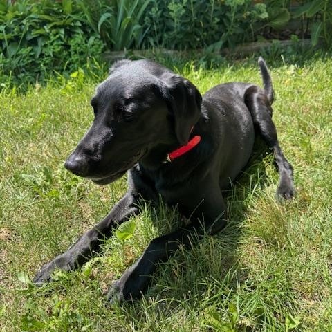 Annabelle — thumbnail 5