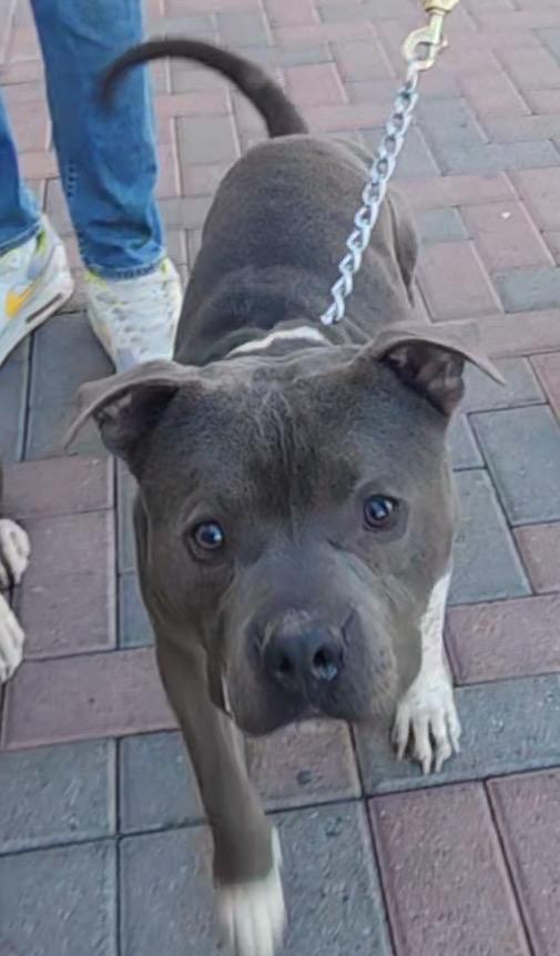 SAM (Pit), Adult Male Pit Bull Terrier