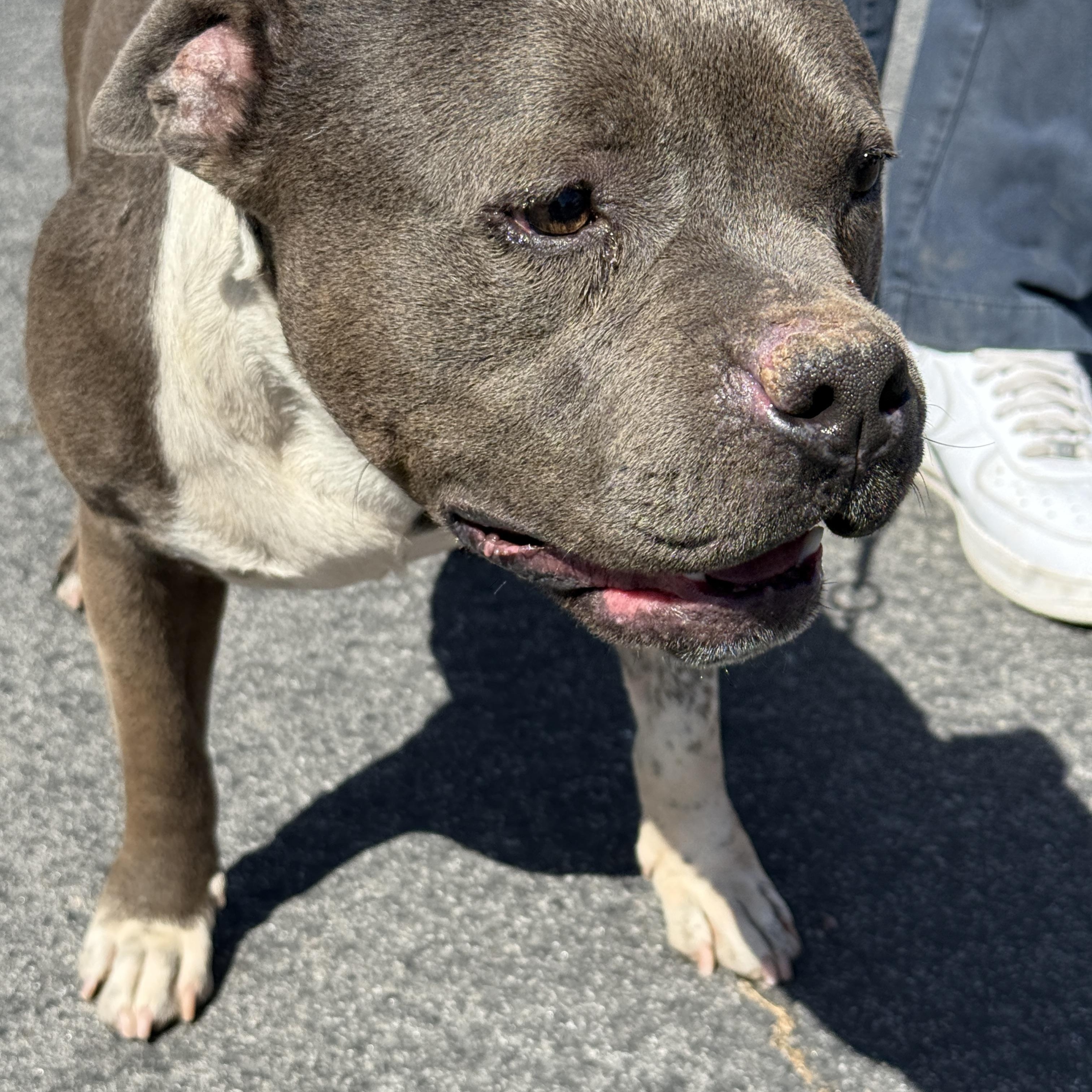 SAM (Pit) photo 4