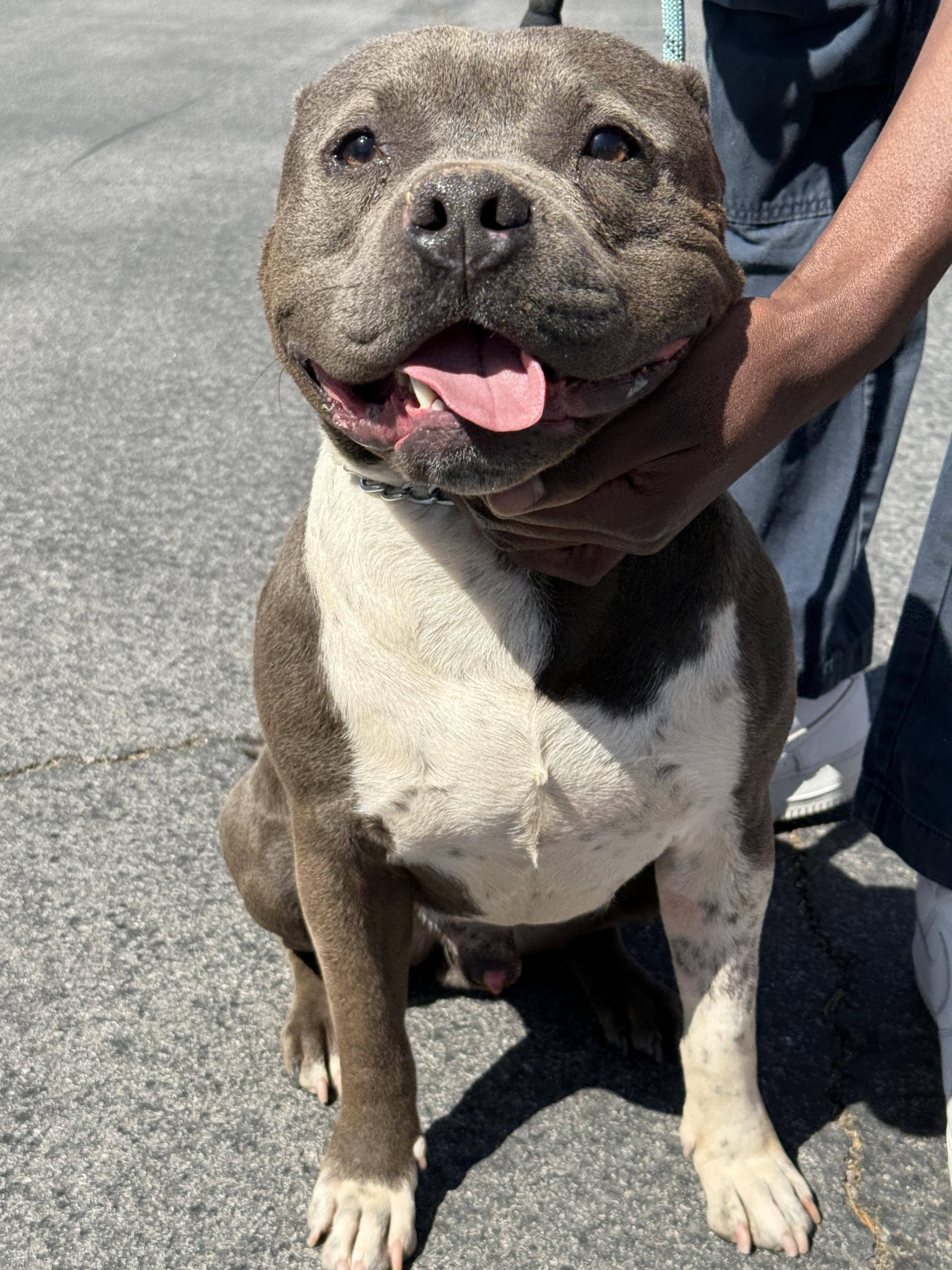 SAM (Pit) photo 5