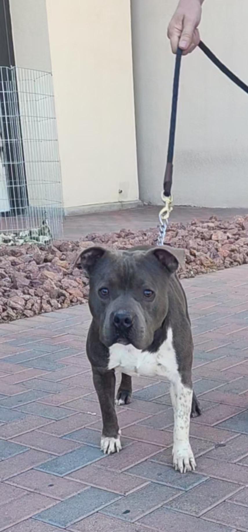 SAM (Pit) photo 2