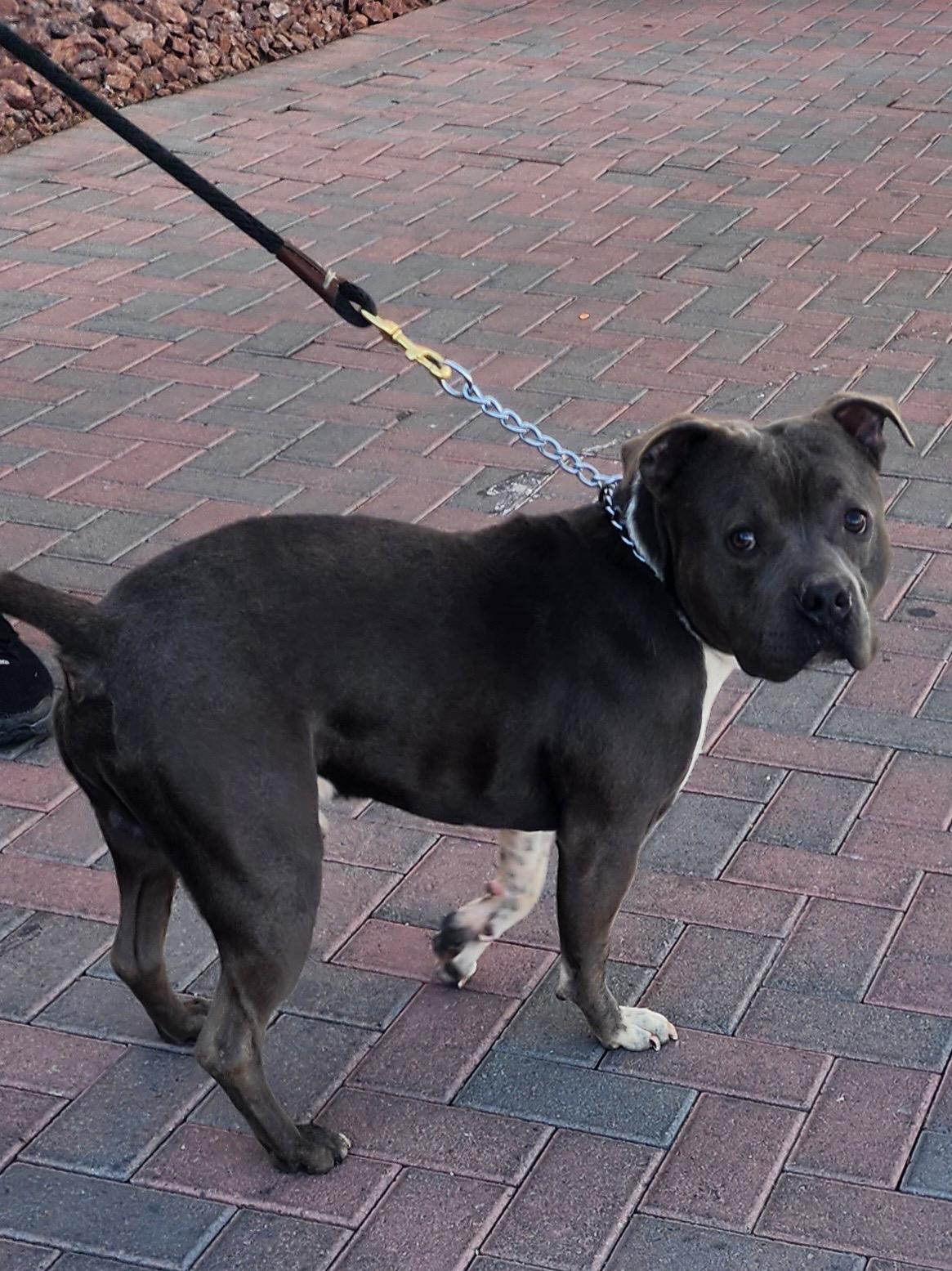 SAM (Pit) photo 3
