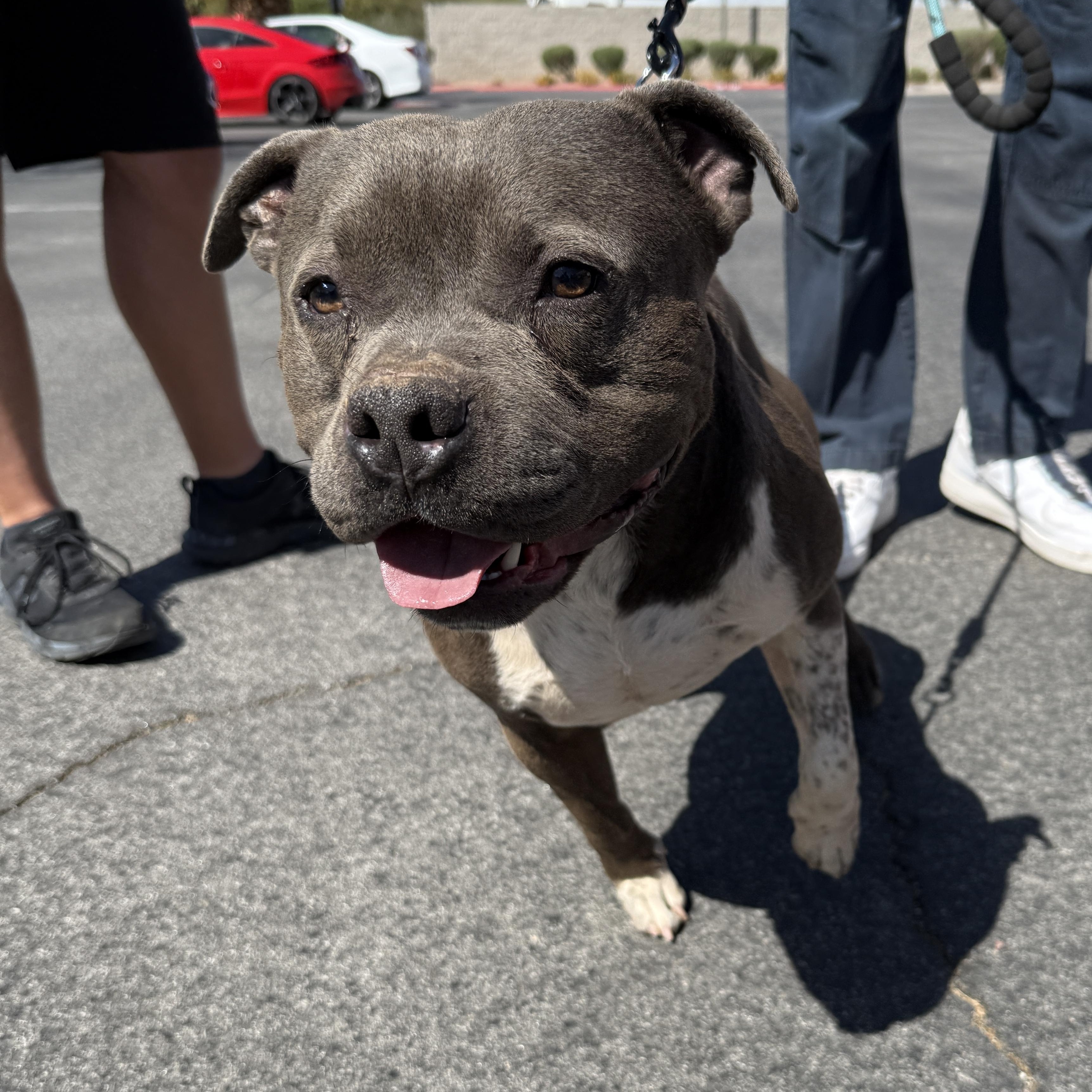 SAM (Pit) photo 6