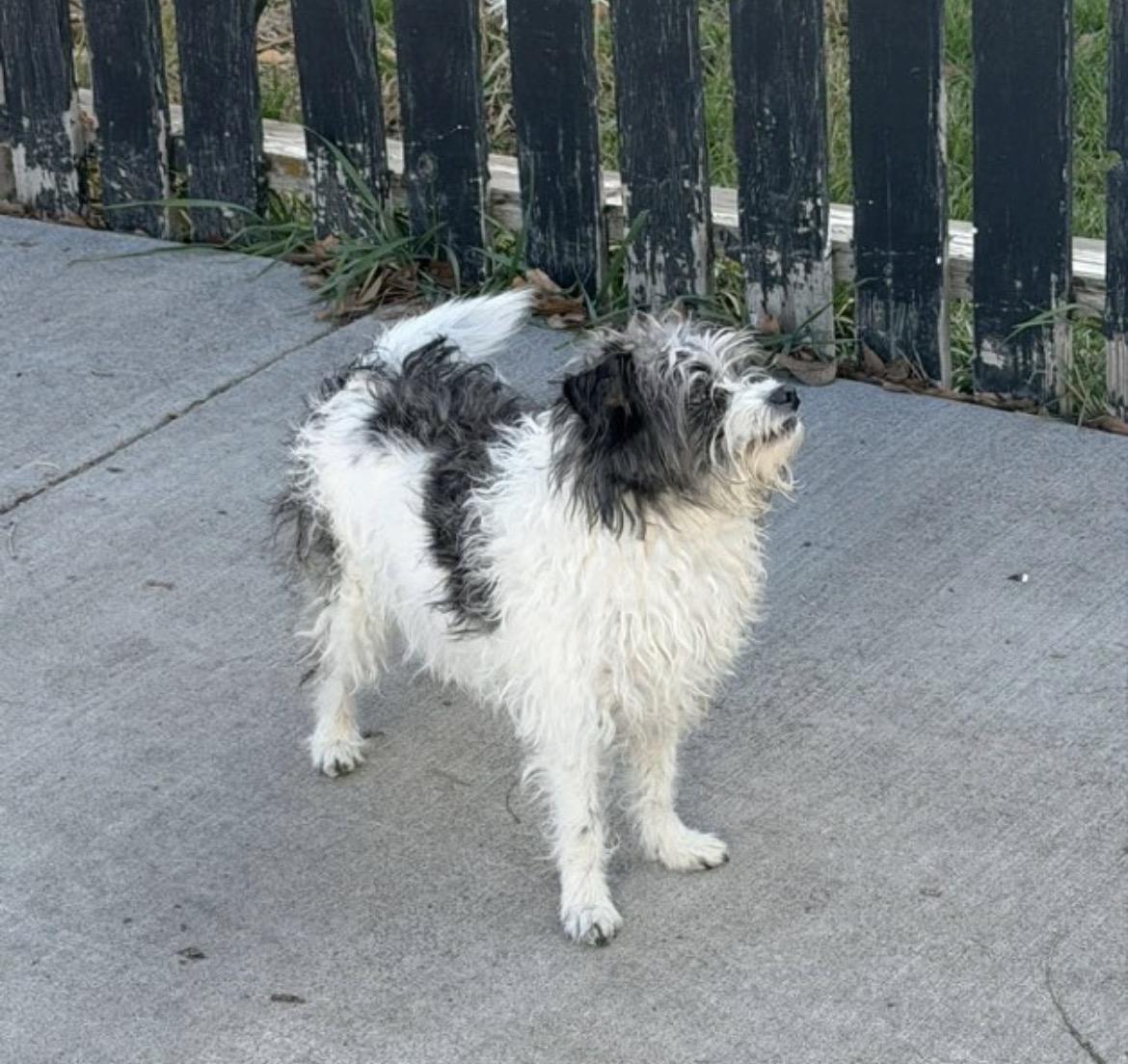 Enlarge Murphy , a ADOPTABLE Manchester Terrier in Powell Butte, OR image 1/1