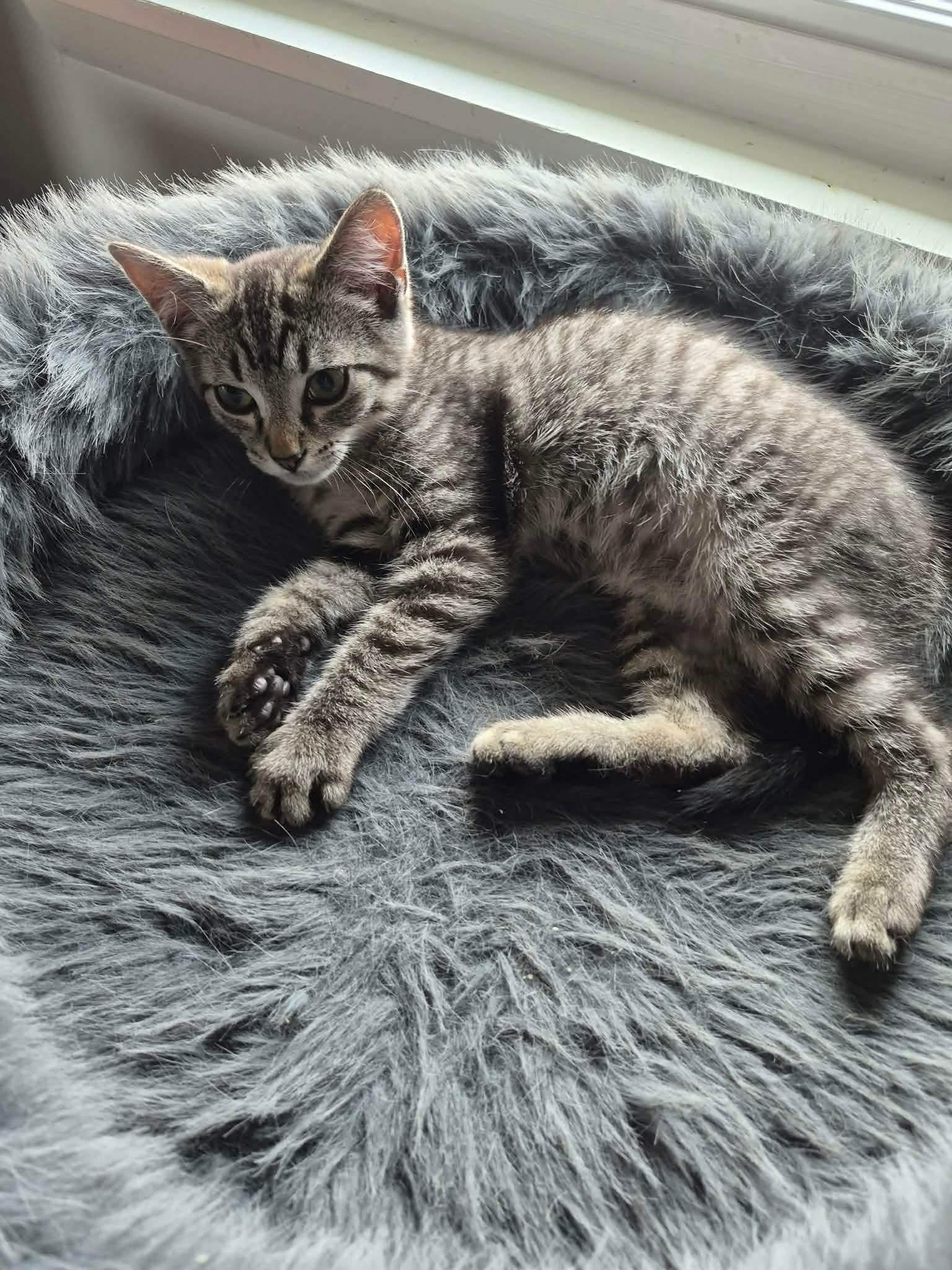 Lilo, an adopted mixed breed in Greensburg, PA image 6/6