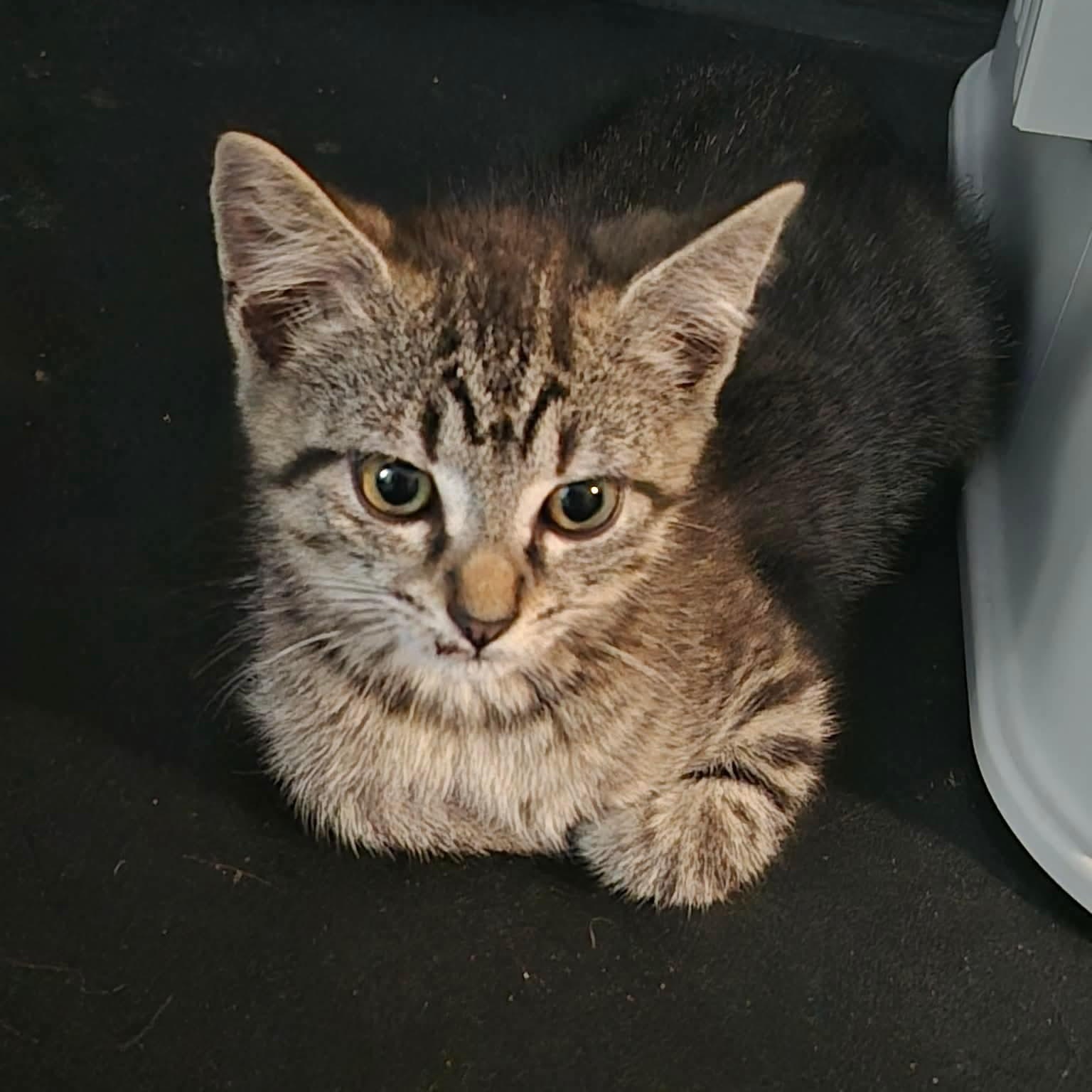 Lilo, adopted, Kitten Male Tabby & Domestic Short Hair.