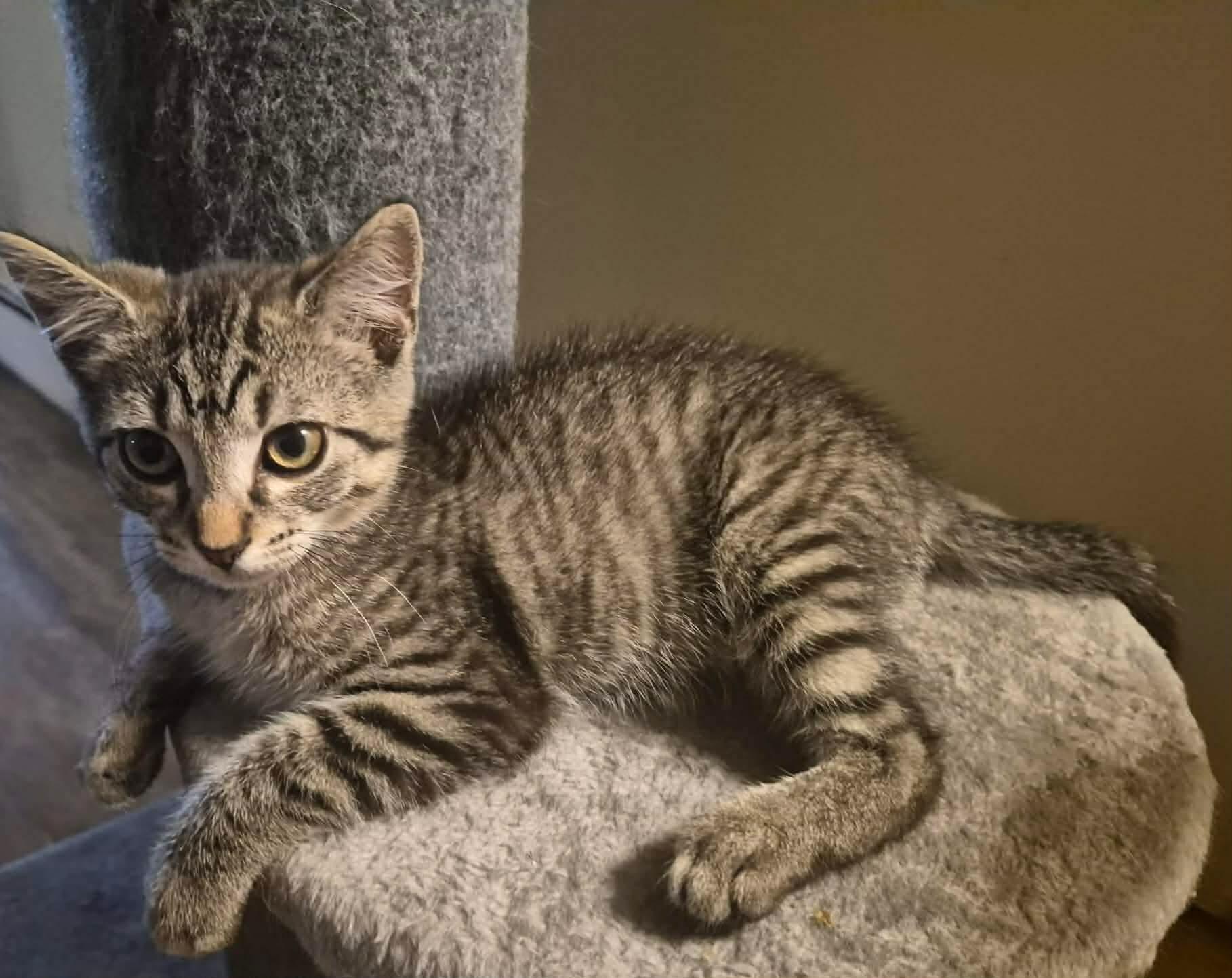 Lilo, an adopted mixed breed in Greensburg, PA image 4/6