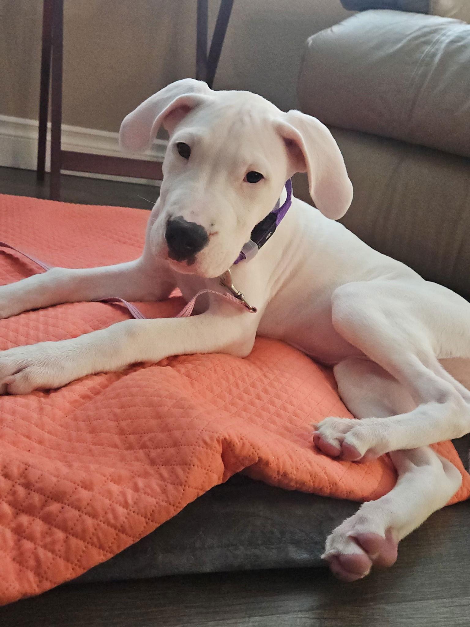 Enlarge Win, a Adopted Boxer in Stanwood, WA image 3/3