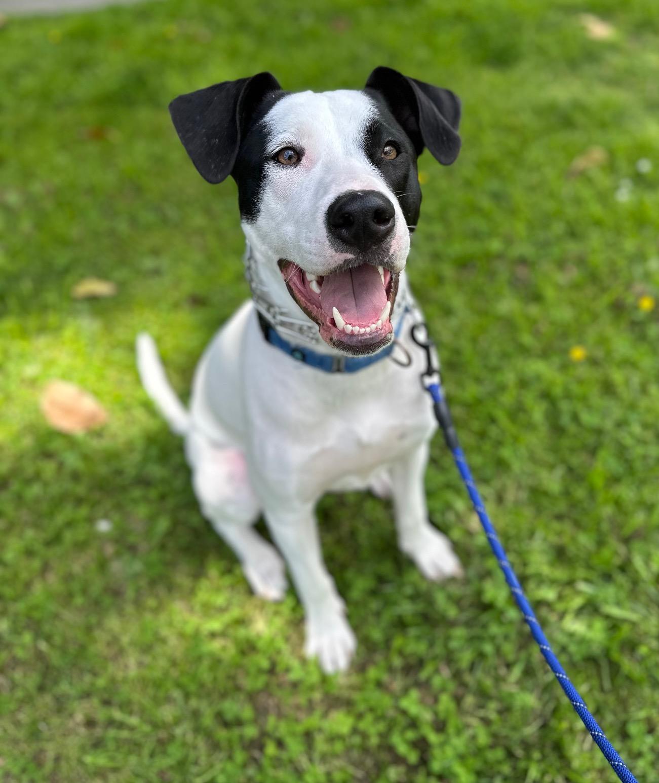 Enlarge Jack, a Adoptable mixed breed in Burbank, CA image 5/6