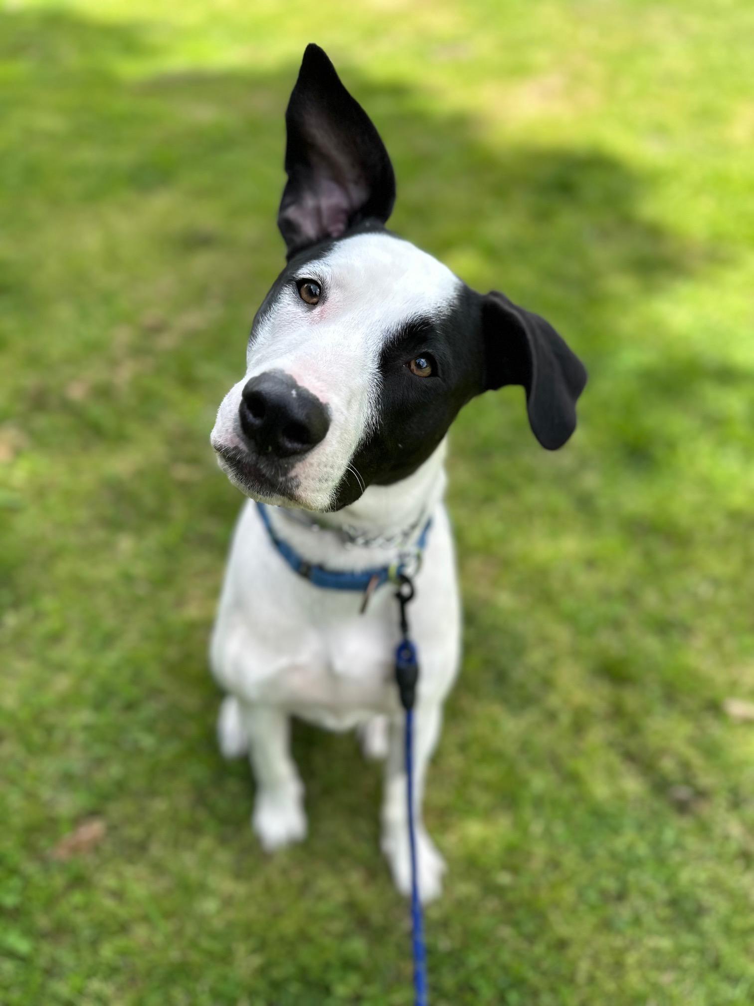 Enlarge Jack, a Adoptable mixed breed in Burbank, CA image 2/6