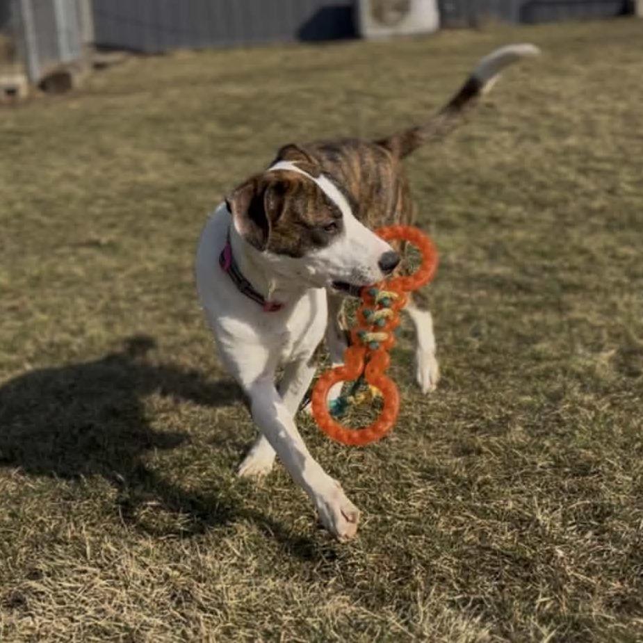 Enlarge Ramona, a Adoptable mixed breed in Marysville, OH image 1/5