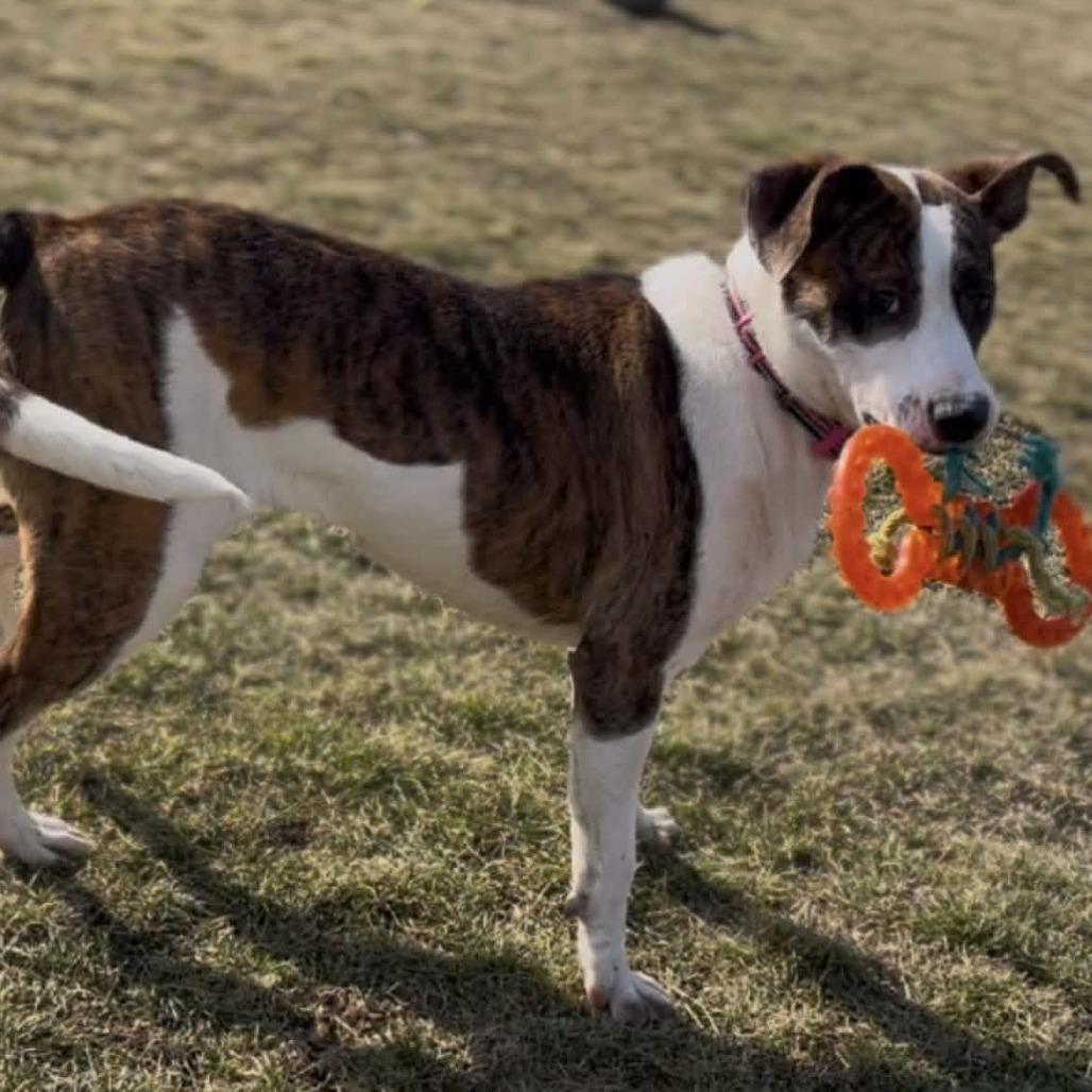 Enlarge Ramona, a Adoptable mixed breed in Marysville, OH image 3/5
