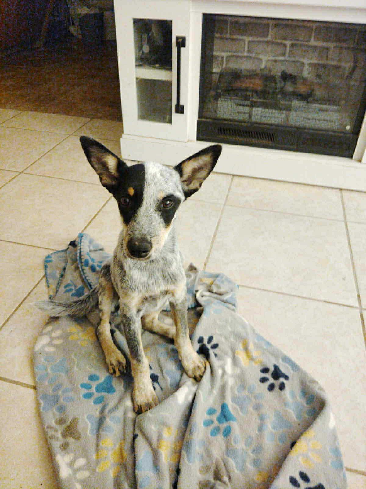 Deeva