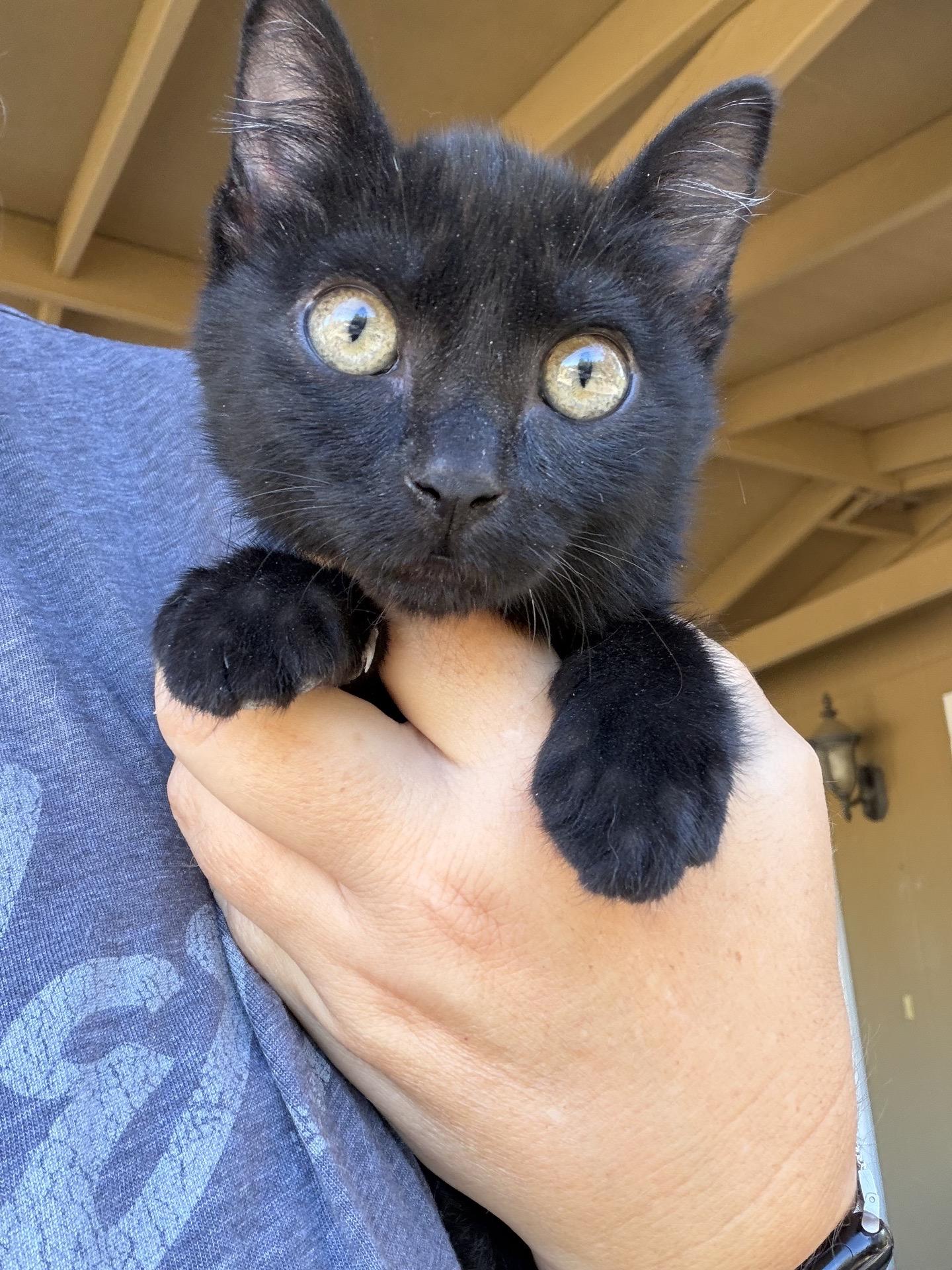 Enlarge Smudge, an adopted Domestic Medium Hair in Sonora, CA image 1/3