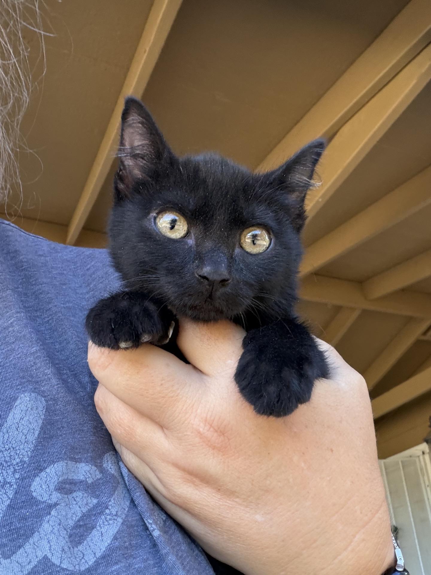 Enlarge Smudge, an adopted Domestic Medium Hair in Sonora, CA image 2/3