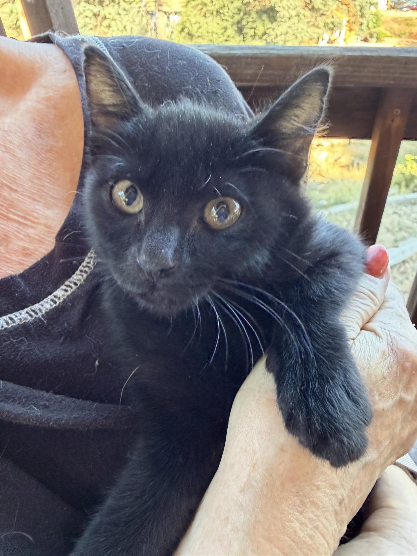 Enlarge Smudge, an adopted Domestic Medium Hair in Sonora, CA image 3/3