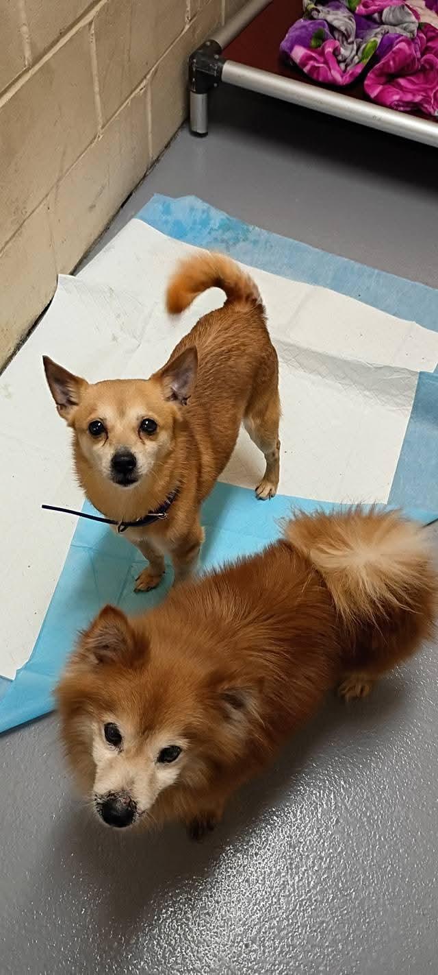 Enlarge Randy, a Adopted mixed breed in Terryville, CT image 3/6