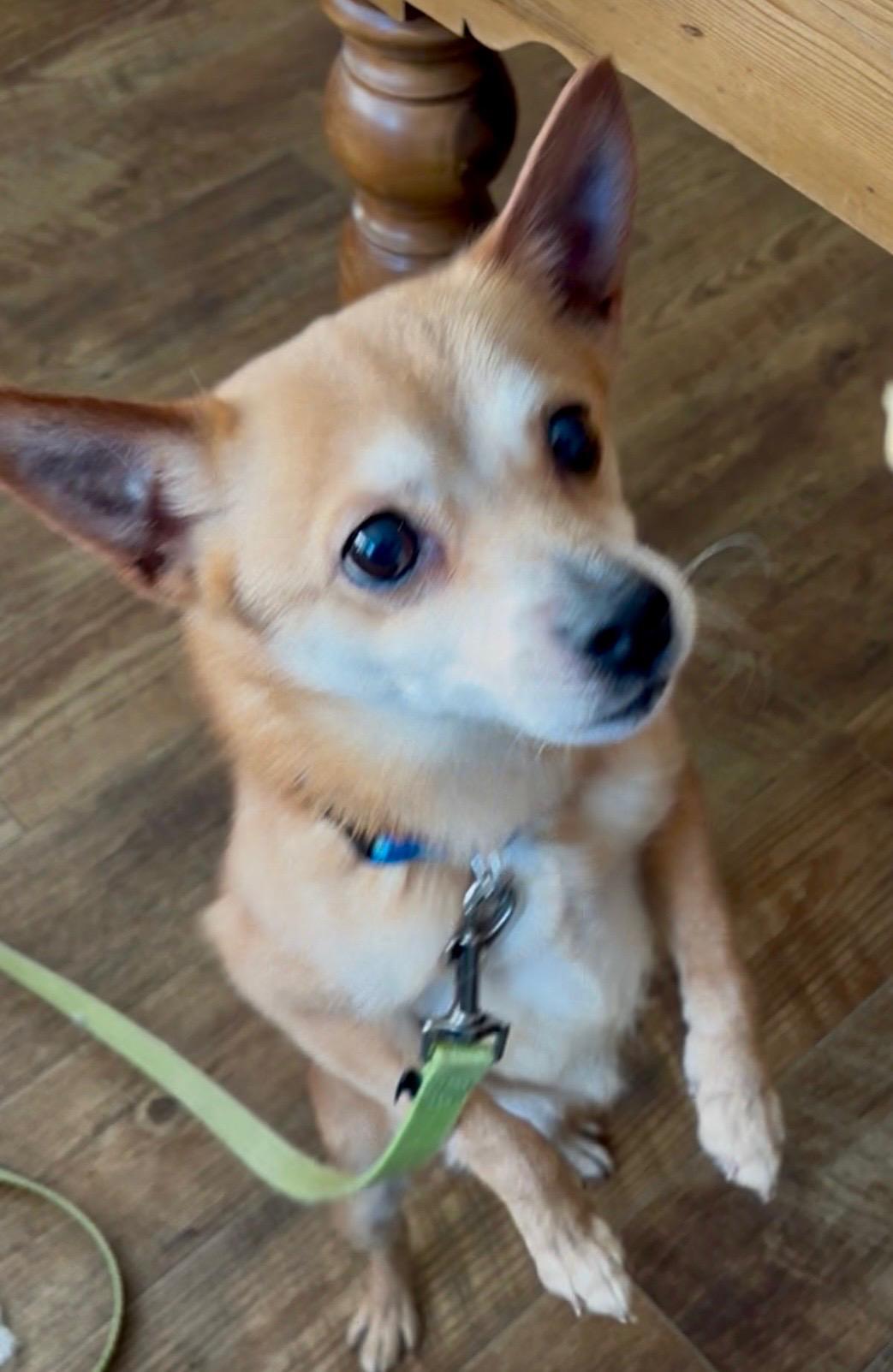 Enlarge Randy, a Adopted mixed breed in Terryville, CT image 5/6