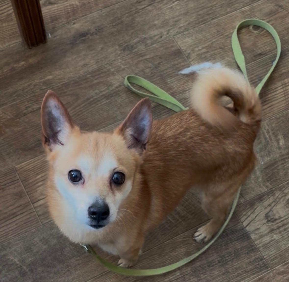 Enlarge Randy, a Adopted mixed breed in Terryville, CT image 1/6