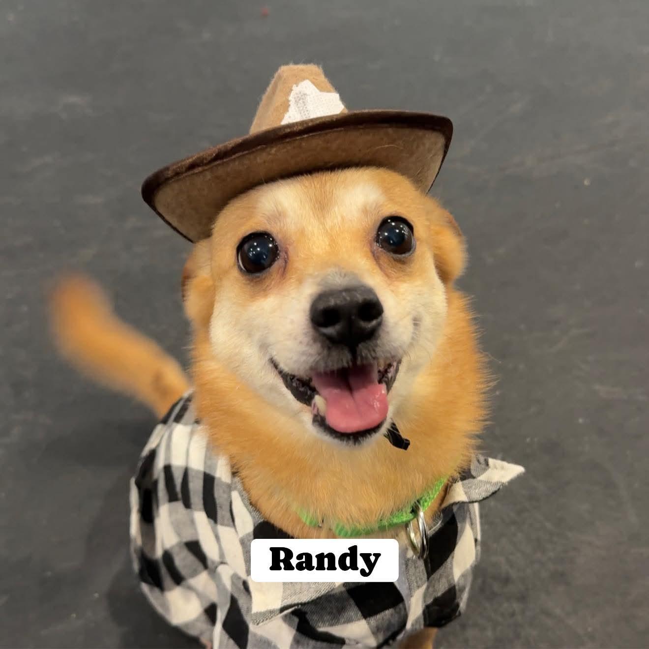 Enlarge Randy, a Adopted mixed breed in Terryville, CT image 4/6