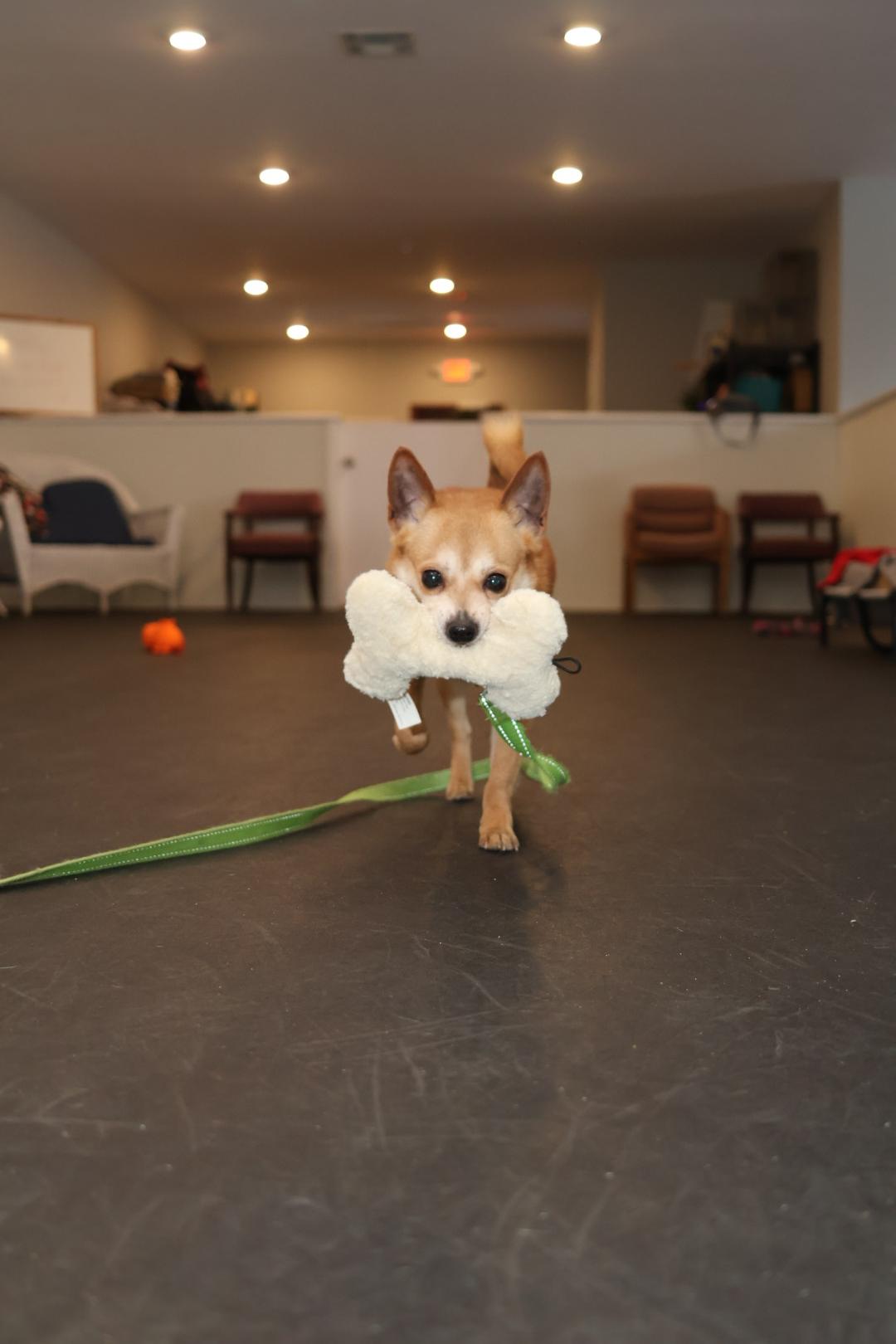 Enlarge Randy, a Adopted mixed breed in Terryville, CT image 2/6