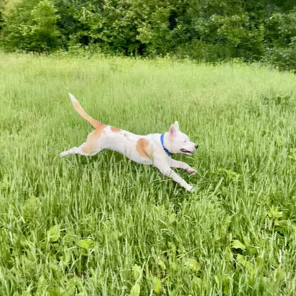 Hensley, Adoptable, Young Male Staffordshire Bull Terrier & Husky.