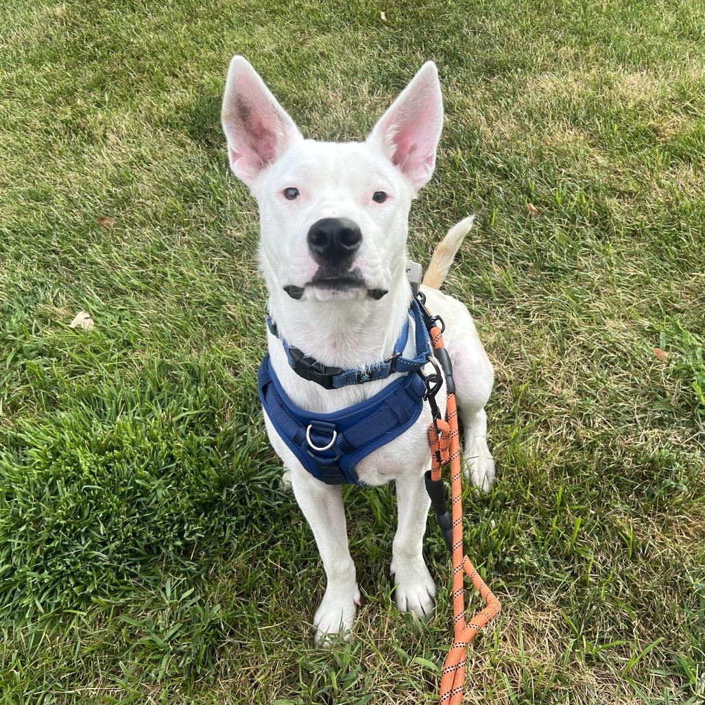 Hensley, a Adoptable mixed breed in Chaska, MN image 1/6