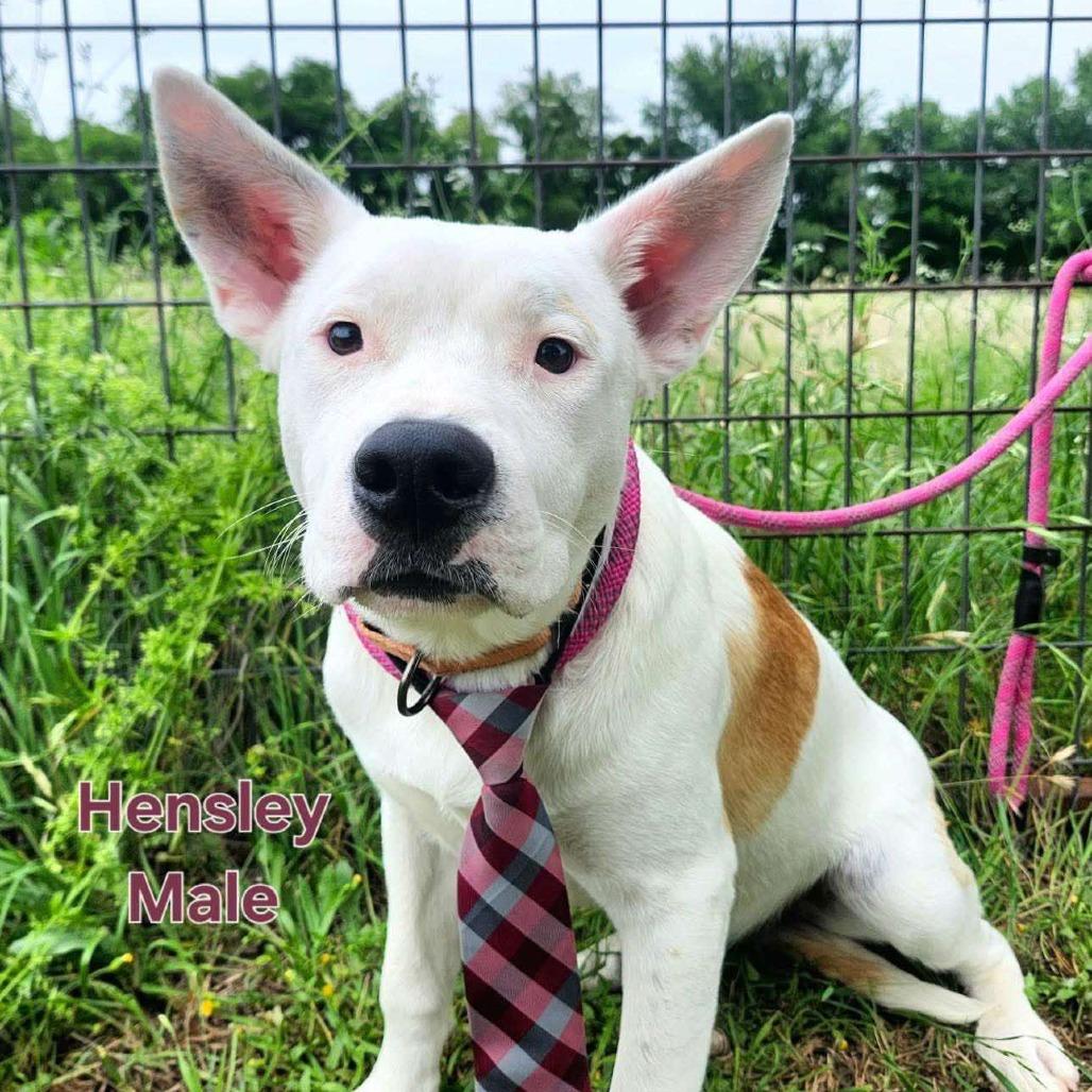 Hensley, a Adoptable mixed breed in Chaska, MN image 2/6