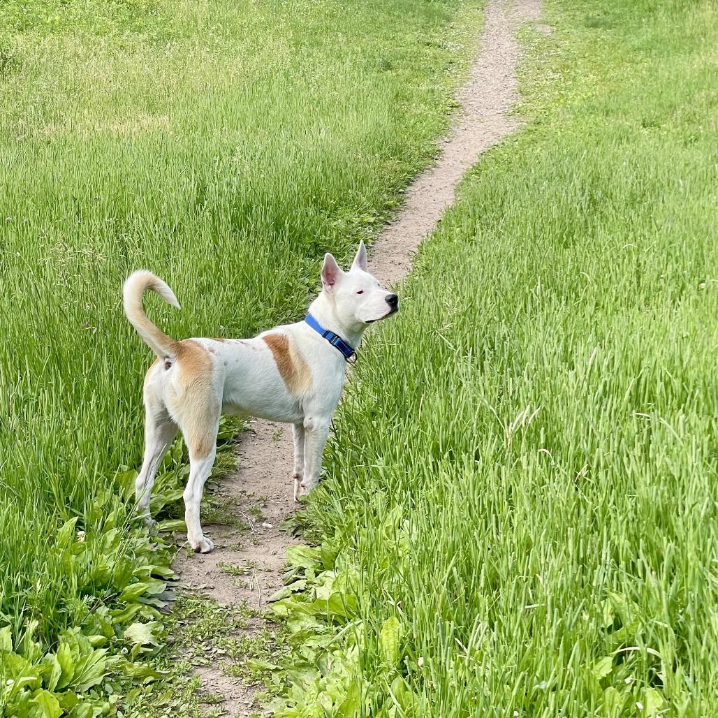 Hensley, a Adoptable mixed breed in Chaska, MN image 3/6