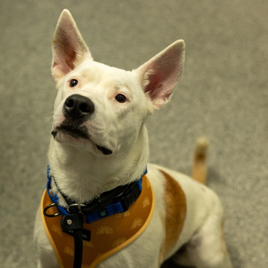 Hensley, a Adoptable mixed breed in Chaska, MN image 4/6