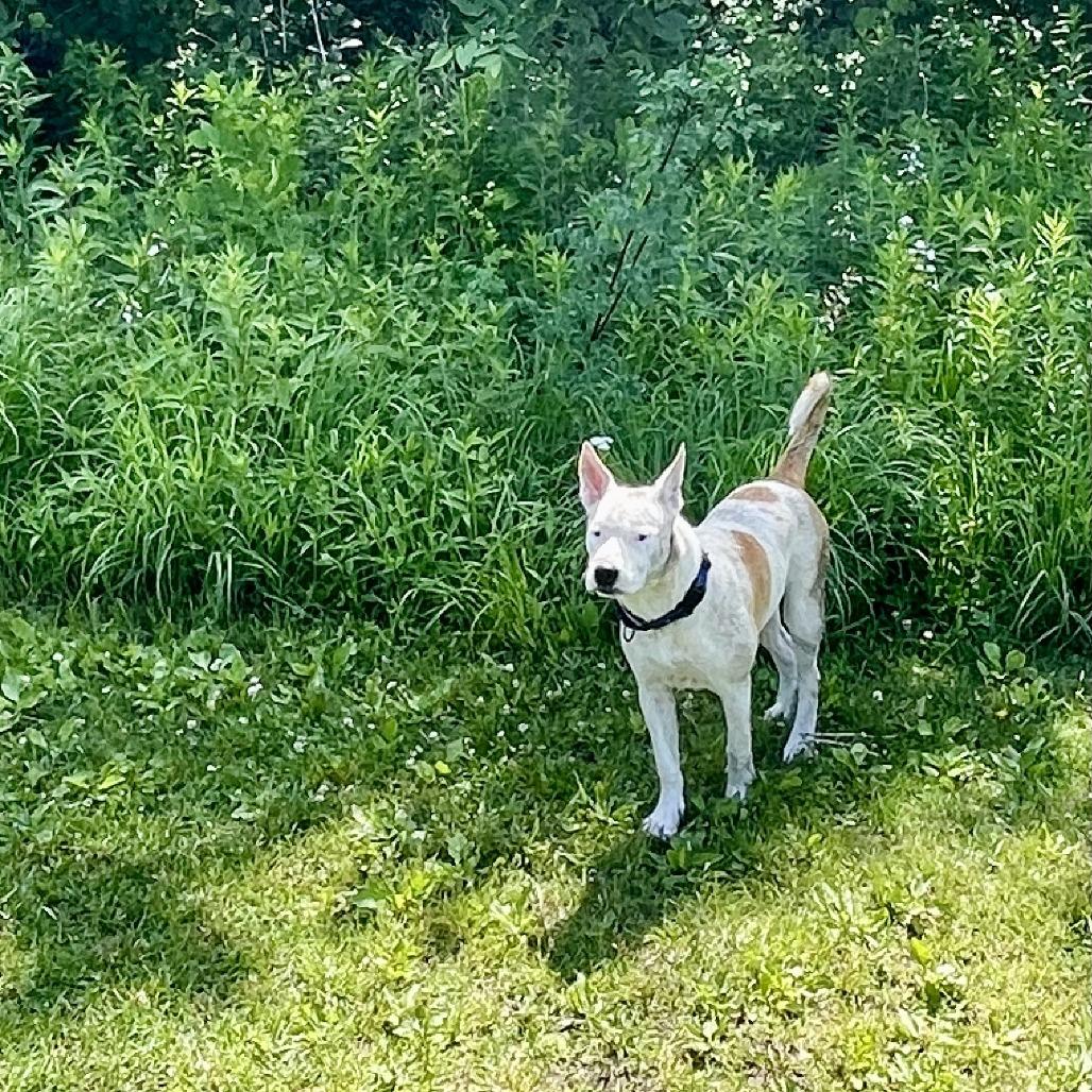 Hensley, a Adoptable mixed breed in Chaska, MN image 5/6