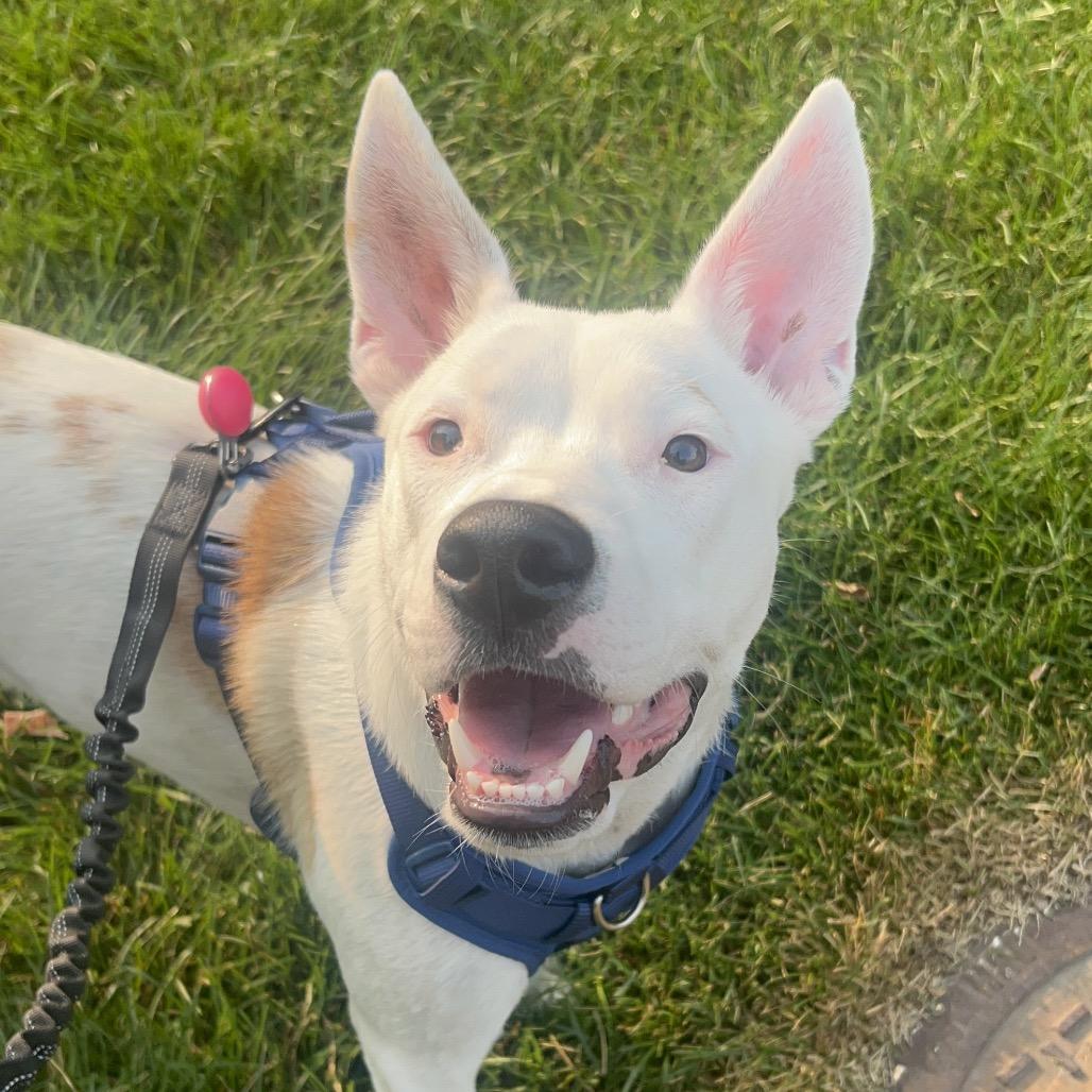 Hensley, a Adoptable mixed breed in Chaska, MN image 4/6