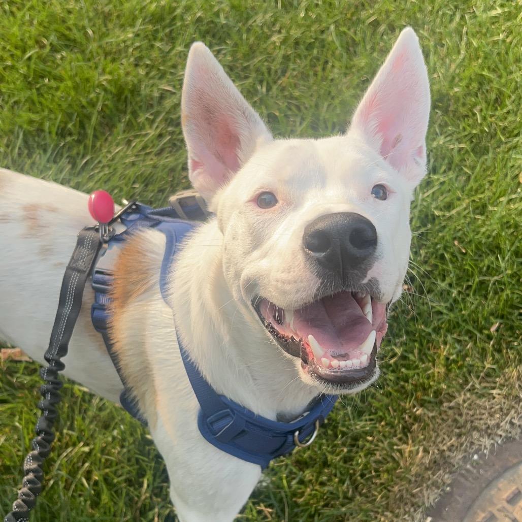 Hensley, a Adoptable mixed breed in Chaska, MN image 5/6
