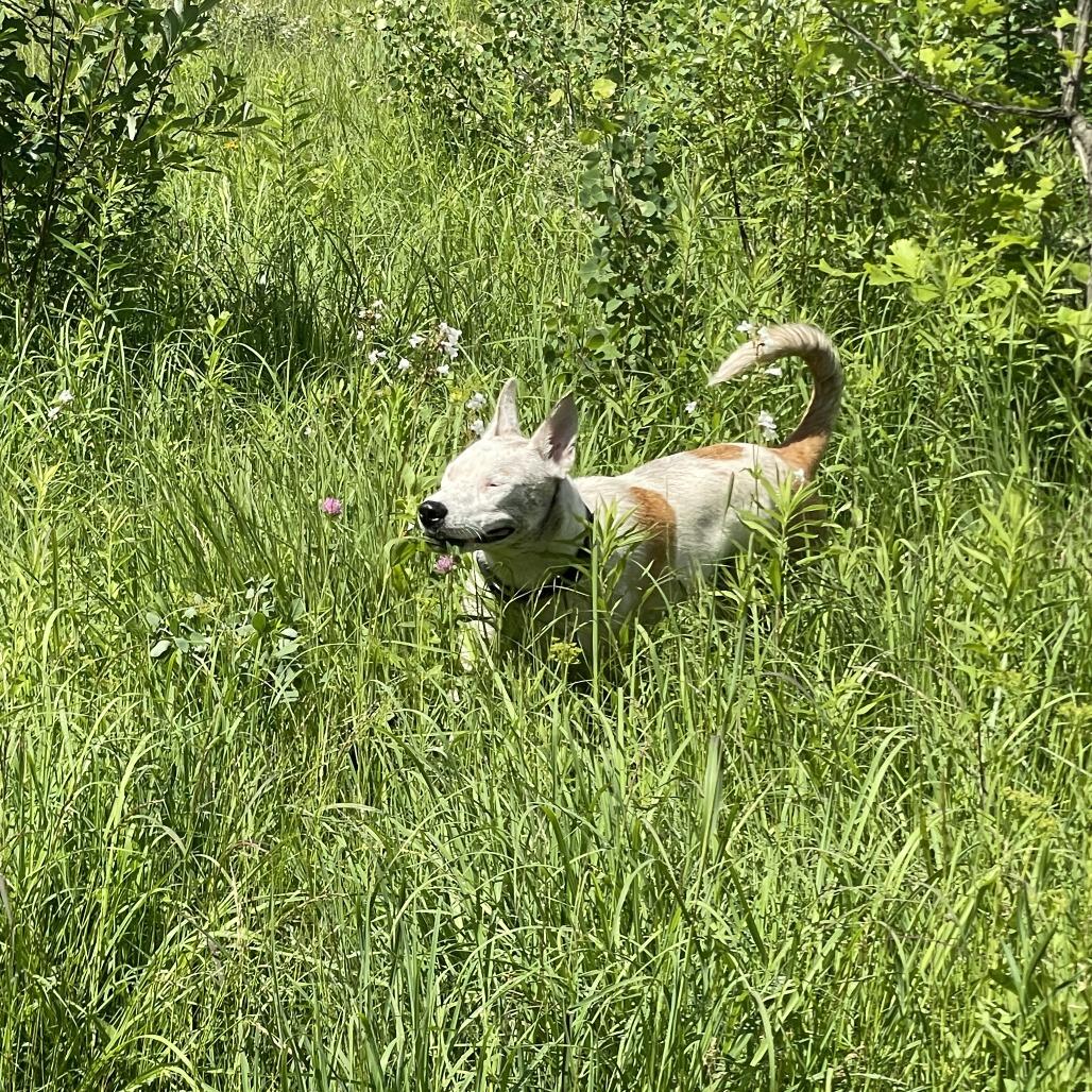 Hensley, a Adoptable mixed breed in Chaska, MN image 6/6
