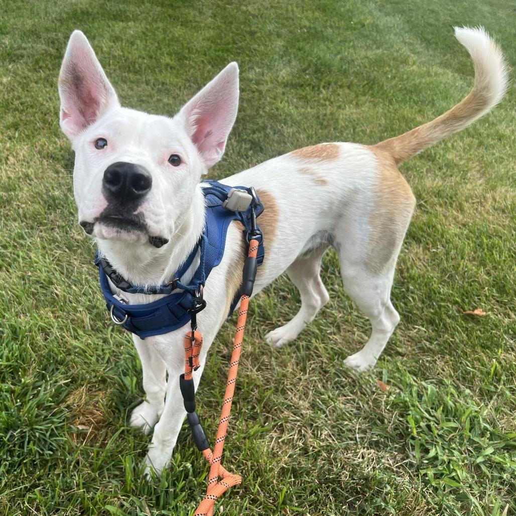 Hensley, a Adoptable mixed breed in Chaska, MN image 6/6