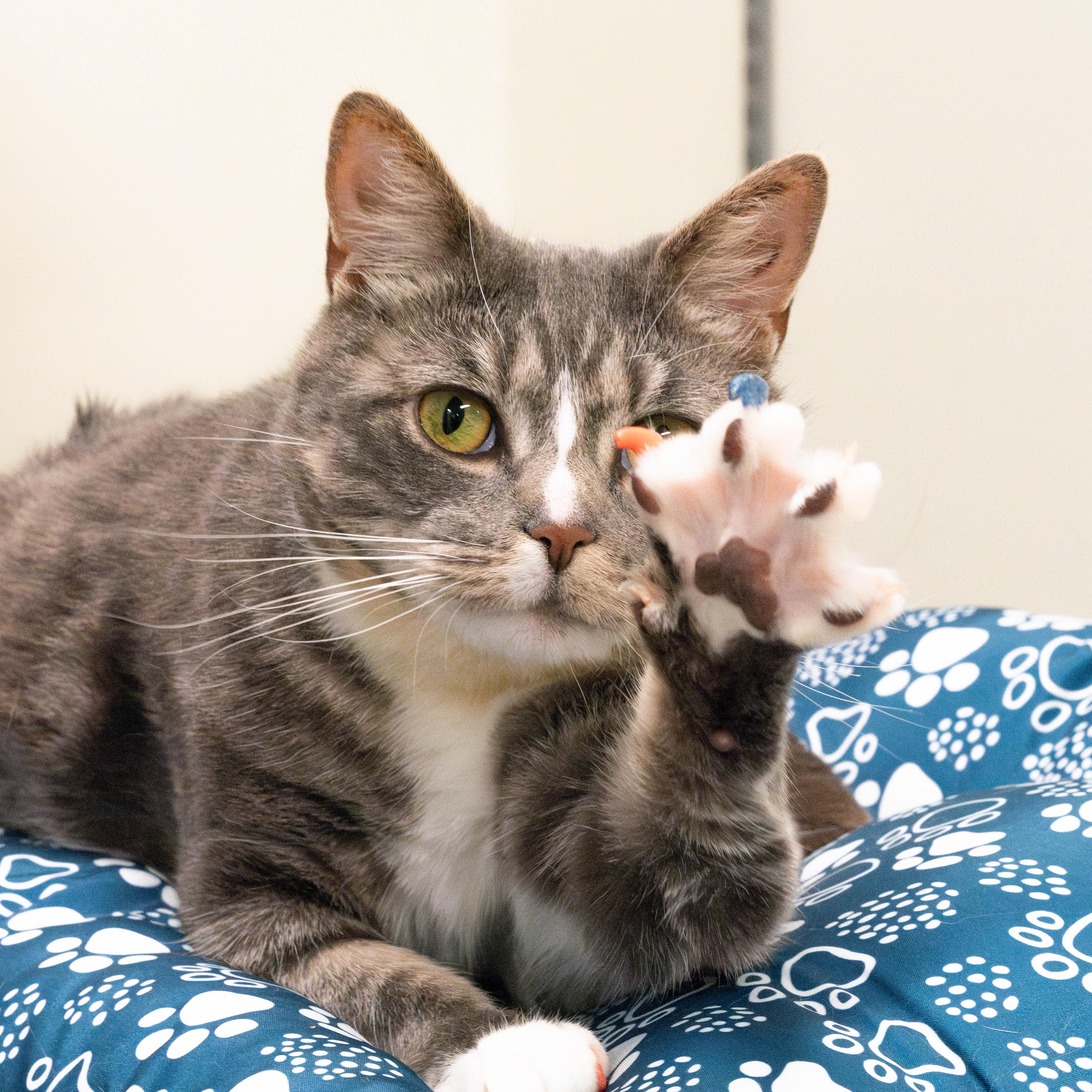 Enlarge Stormy, a Adoptable Domestic Short Hair in Briarcliff Manor, NY image 6/6