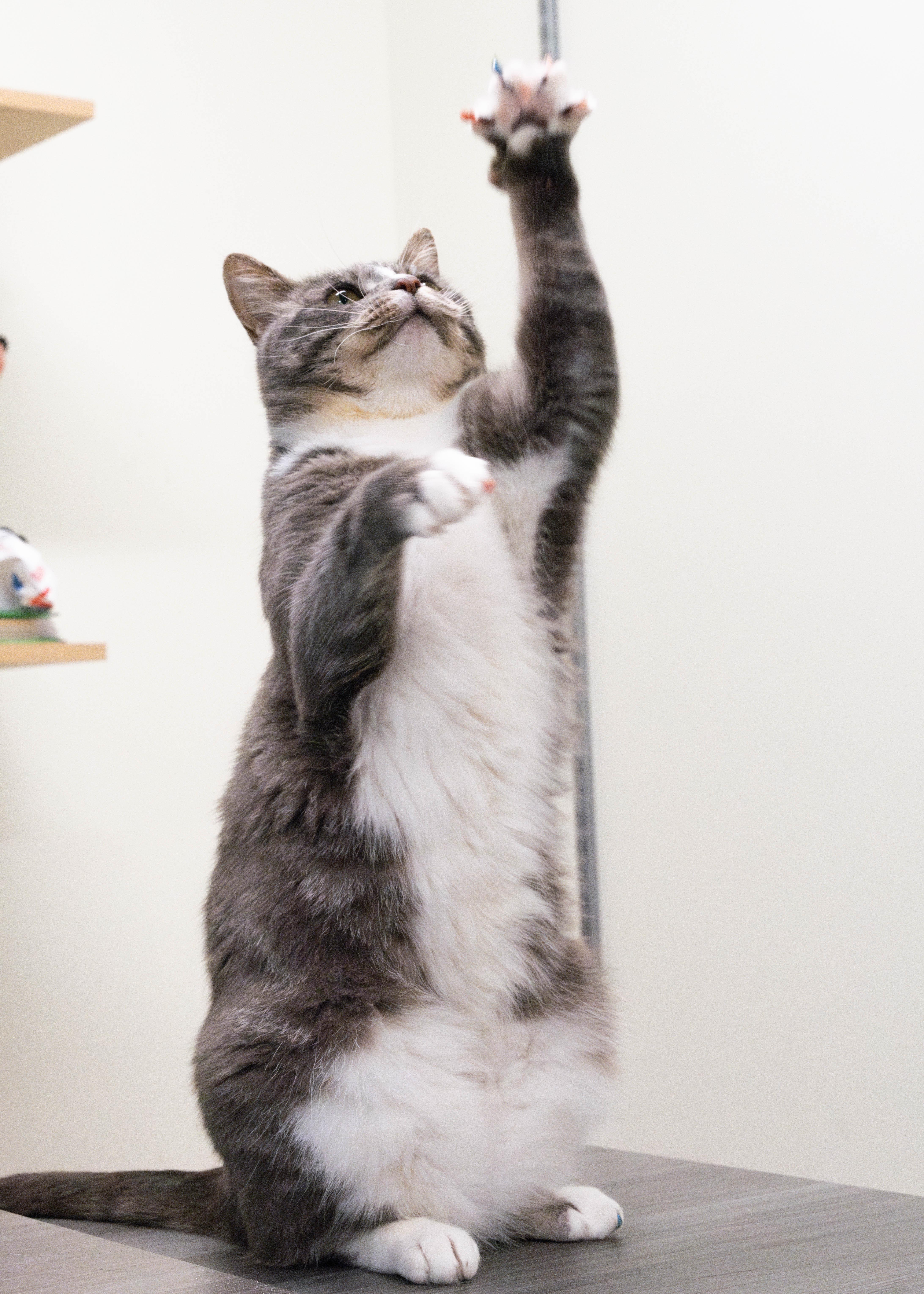 Enlarge Stormy, a Adoptable Domestic Short Hair in Briarcliff Manor, NY image 5/6