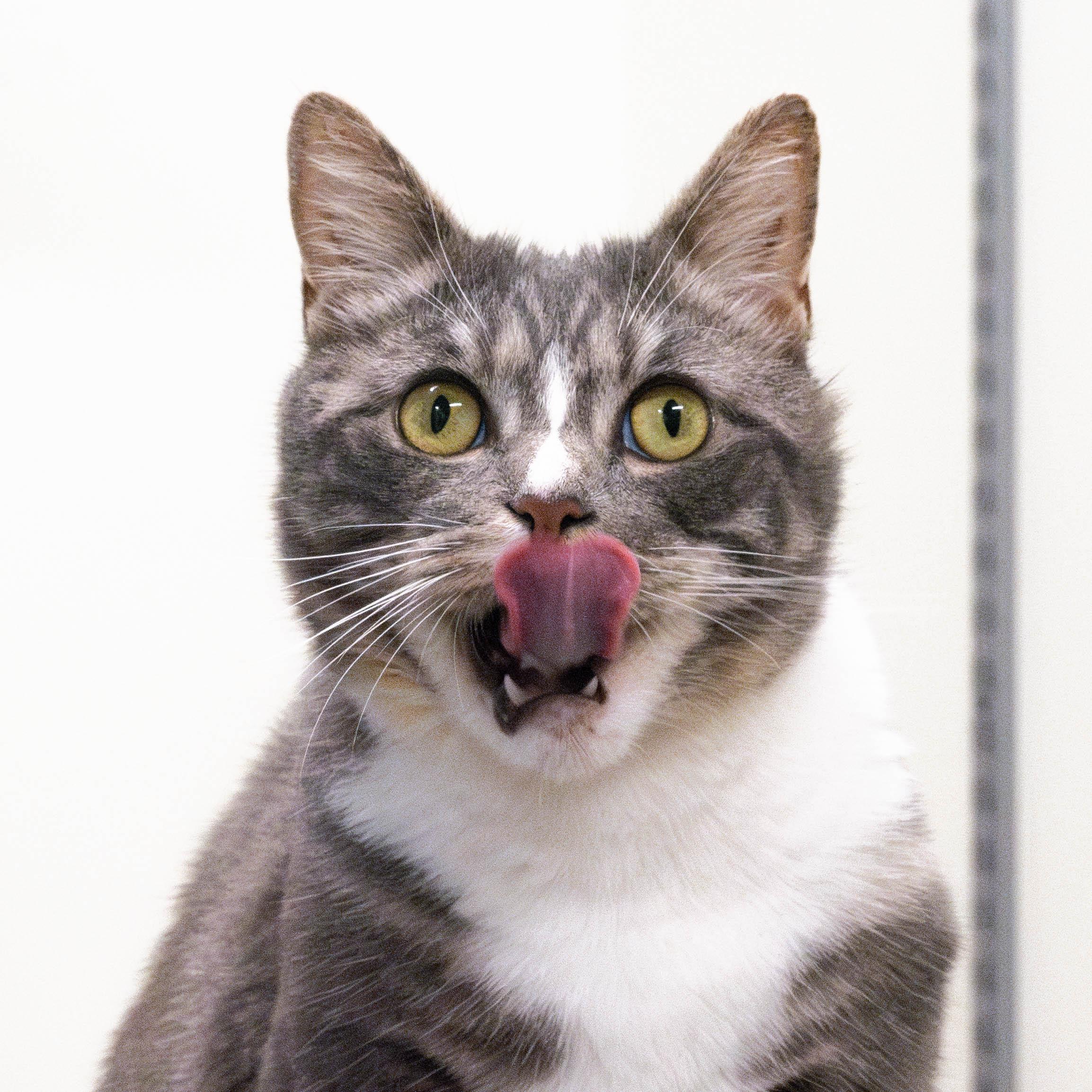 Enlarge Stormy, a Adoptable Domestic Short Hair in Briarcliff Manor, NY image 3/6