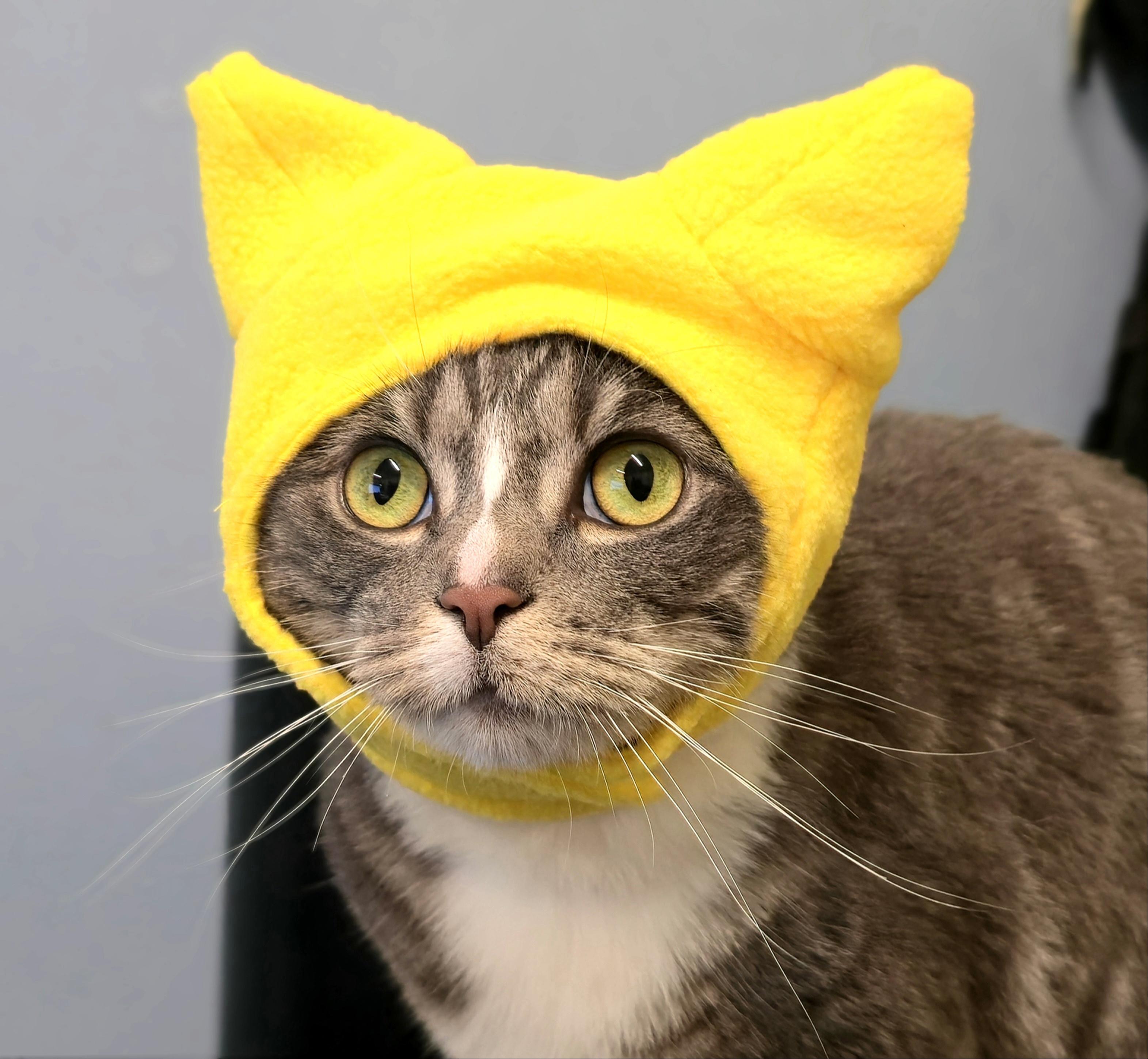 Enlarge Stormy, a Adoptable Domestic Short Hair in Briarcliff Manor, NY image 4/6