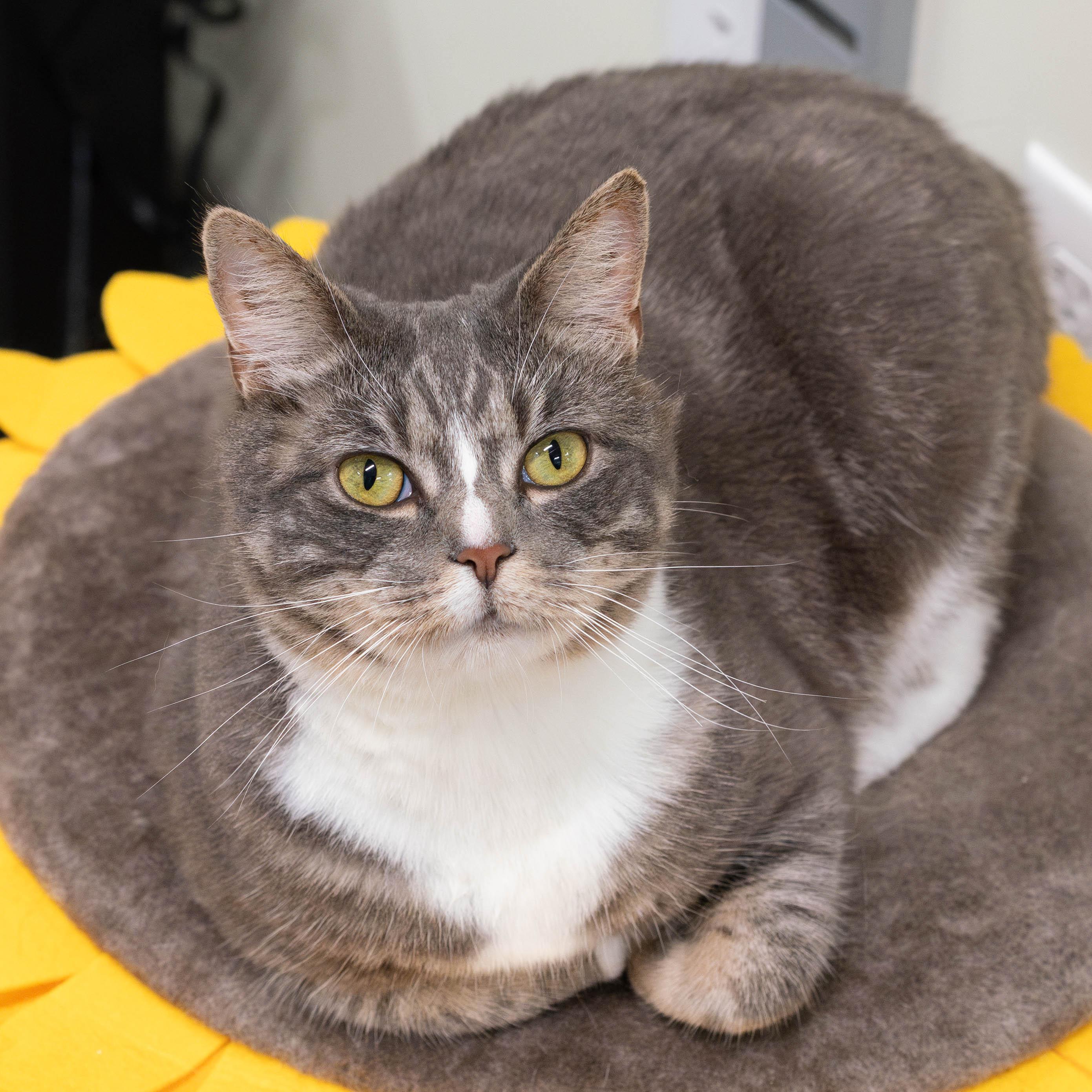 Enlarge Stormy, a Adoptable Domestic Short Hair in Briarcliff Manor, NY image 1/6