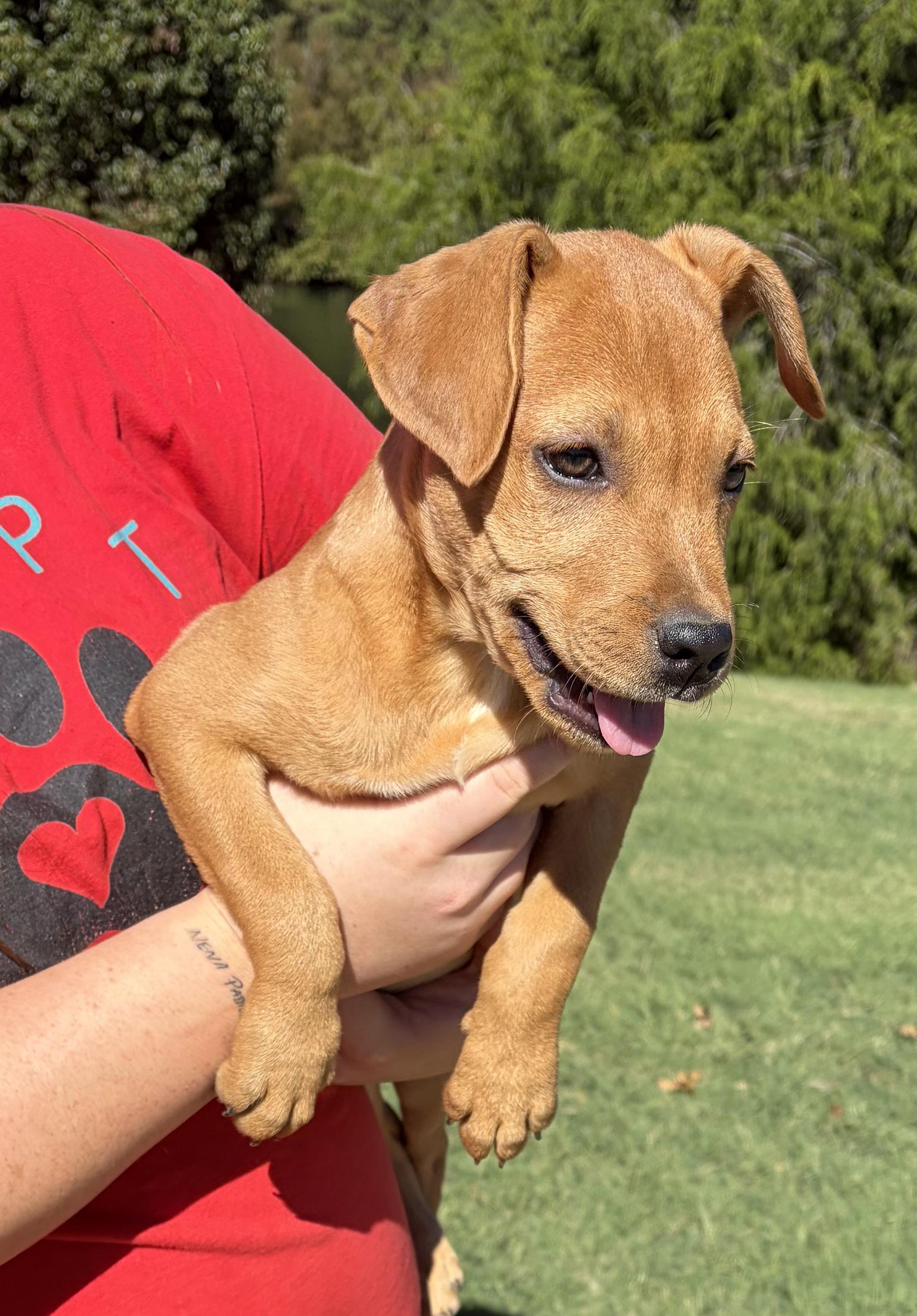 Enlarge TINA, a Adoptable mixed breed in Dumont, NJ image 5/5