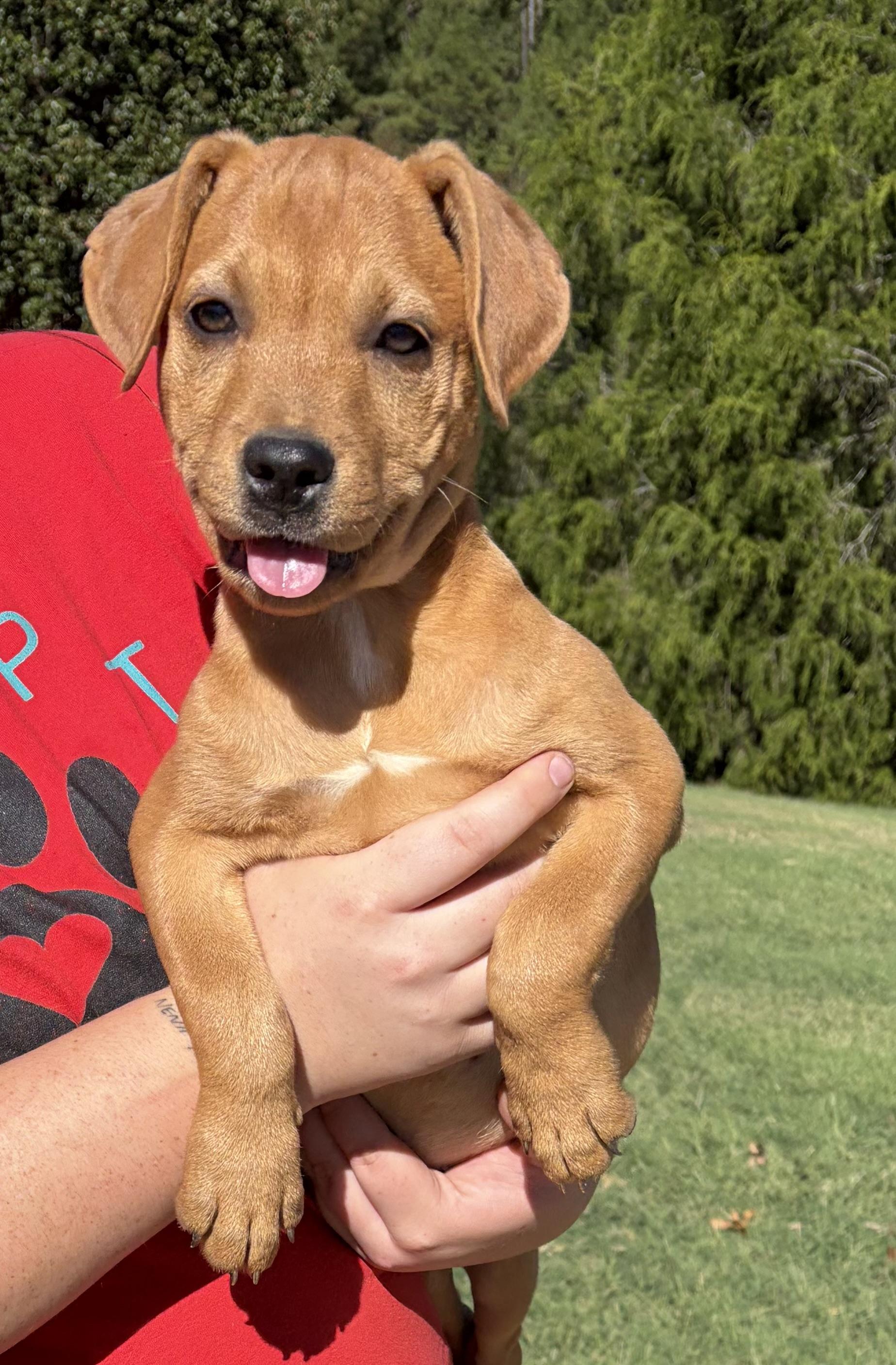 Enlarge TINA, a Adoptable mixed breed in Dumont, NJ image 2/5