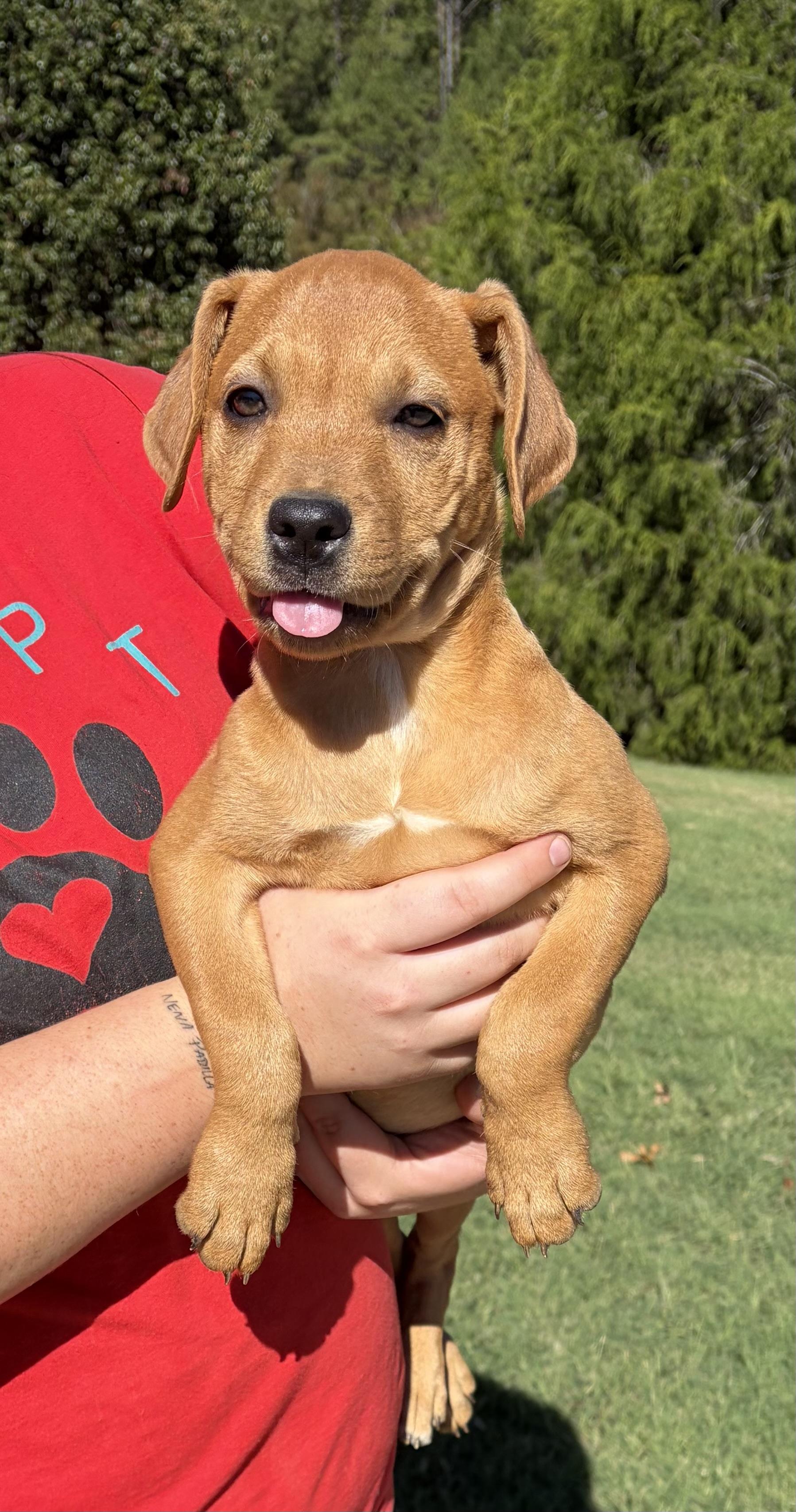 Enlarge TINA, a Adoptable mixed breed in Dumont, NJ image 4/5