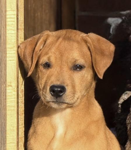 TINA, Adoptable, Puppy Female Retriever & Mixed Breed.