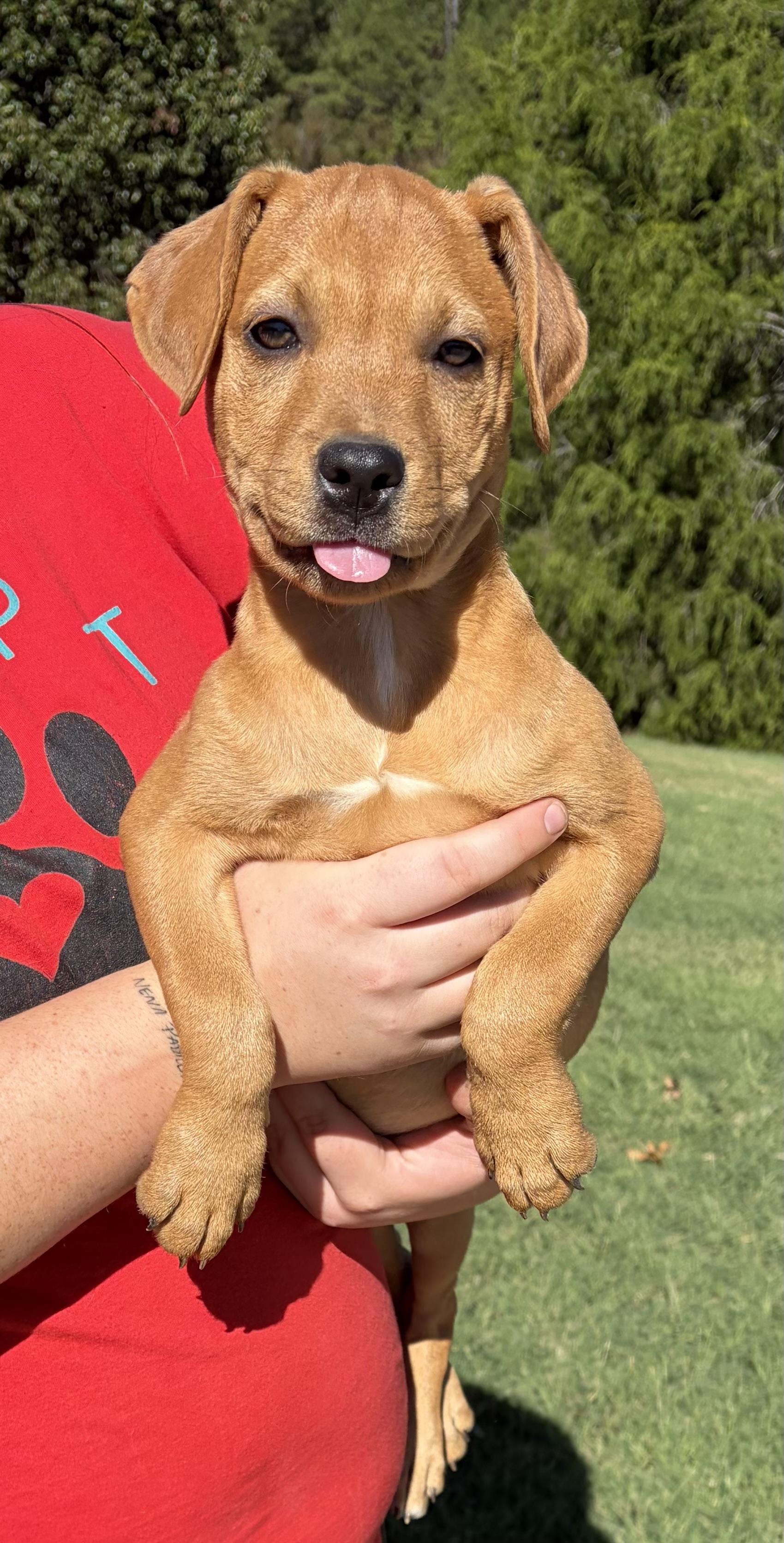 Enlarge TINA, a Adoptable mixed breed in Dumont, NJ image 3/5
