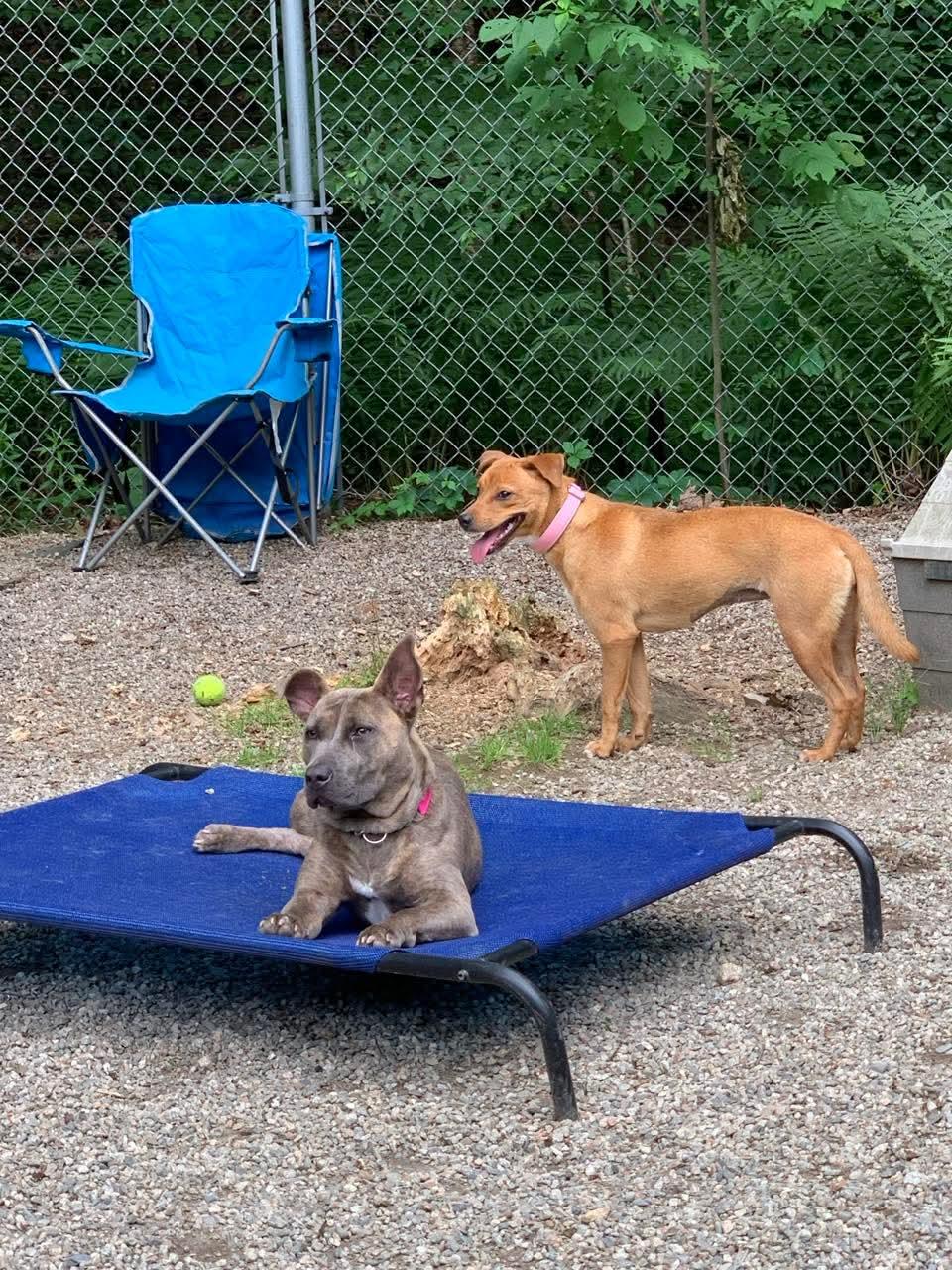 Enlarge Peanut, a ADOPTABLE mixed breed in Douglas, MA image 6/6