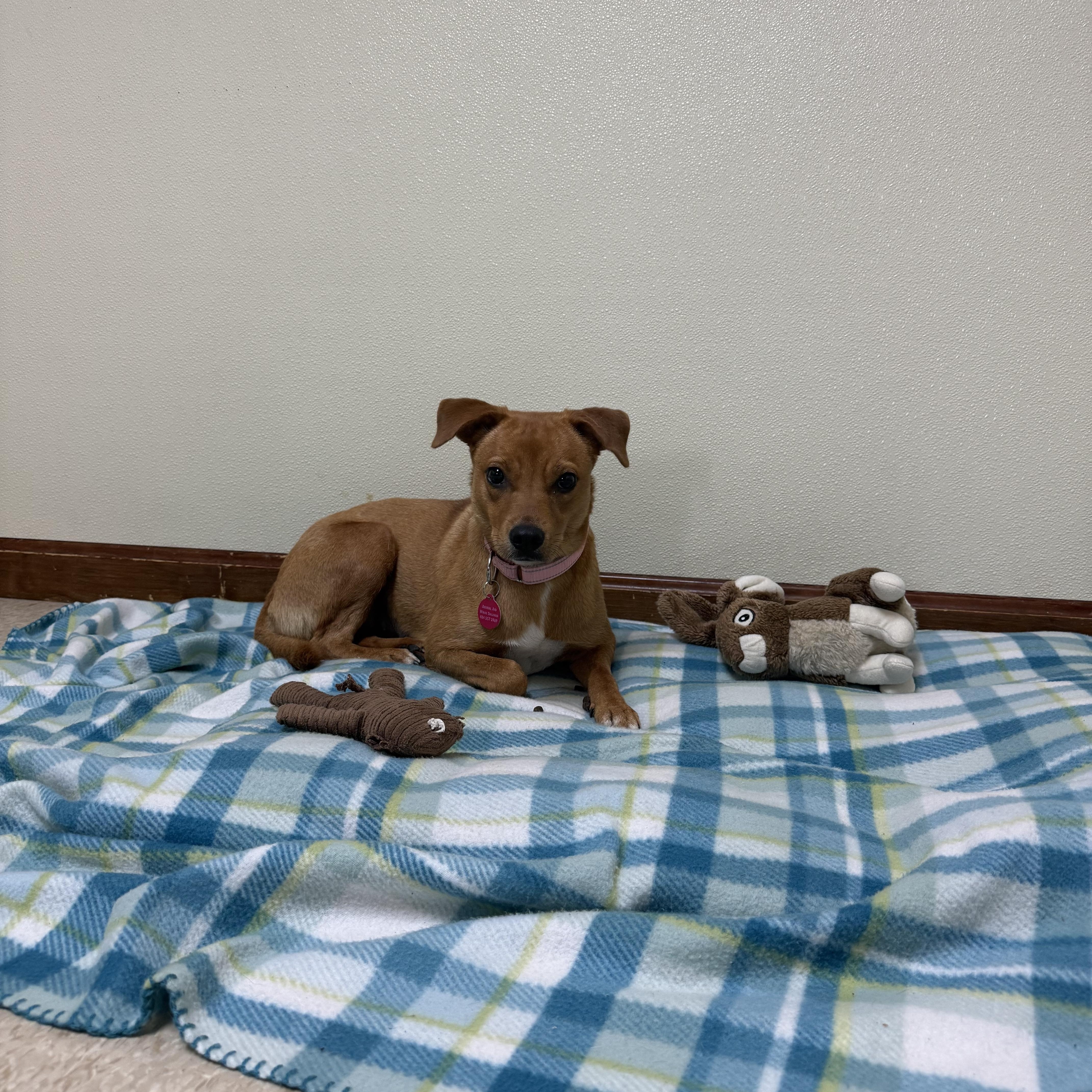 Enlarge Peanut, a ADOPTABLE mixed breed in Douglas, MA image 4/6