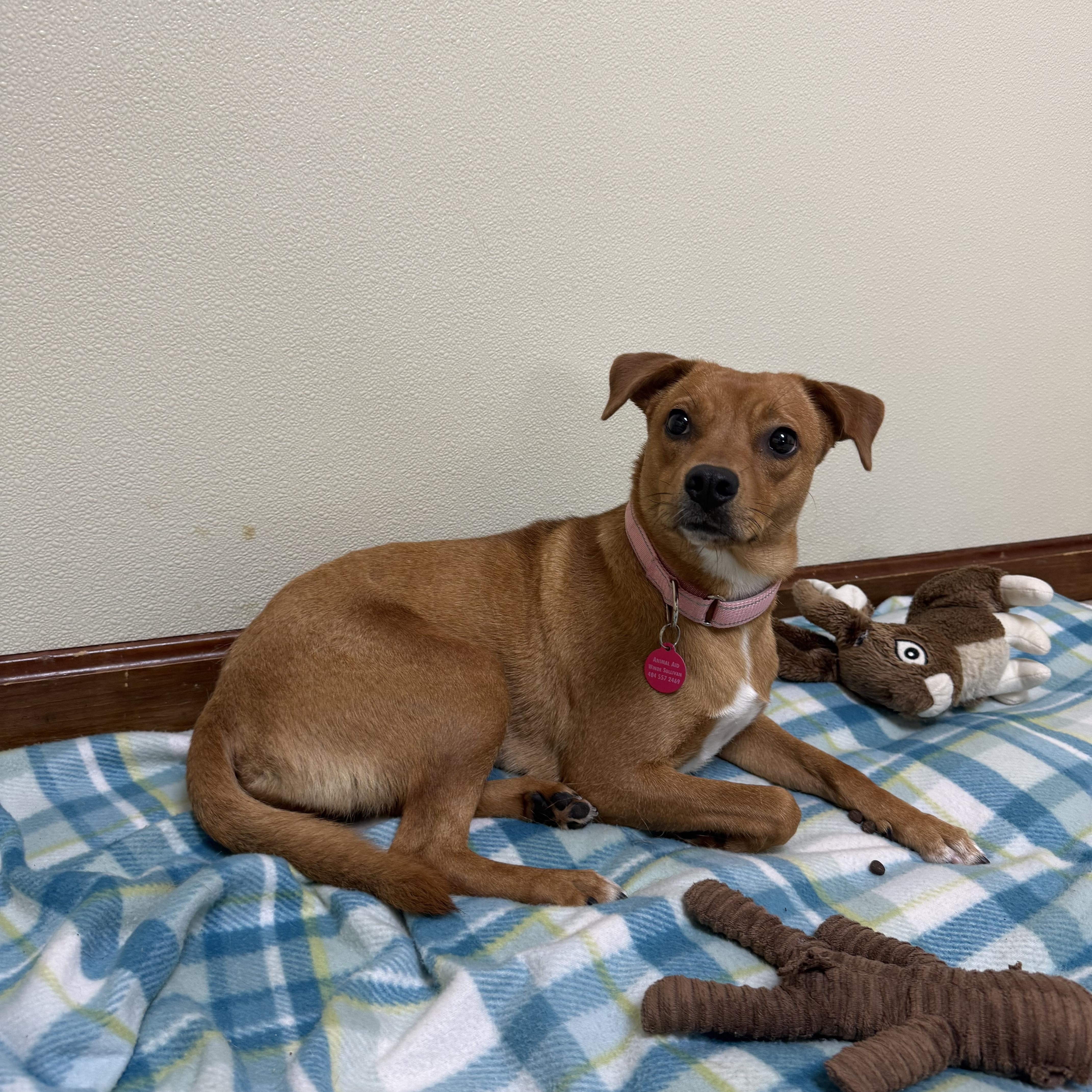 Enlarge Peanut, a ADOPTABLE mixed breed in Douglas, MA image 1/6