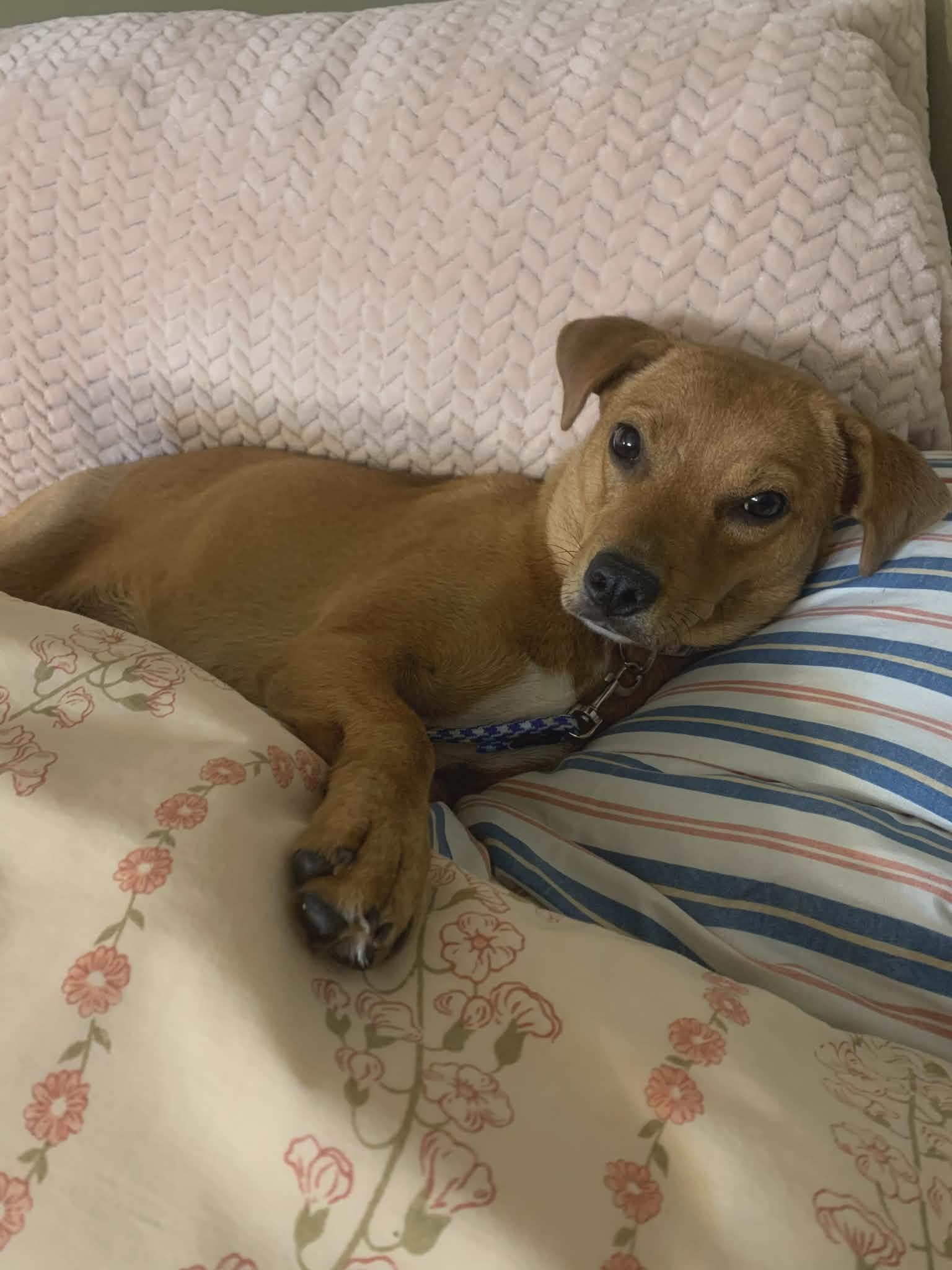 Enlarge Peanut, a ADOPTABLE mixed breed in Douglas, MA image 5/6