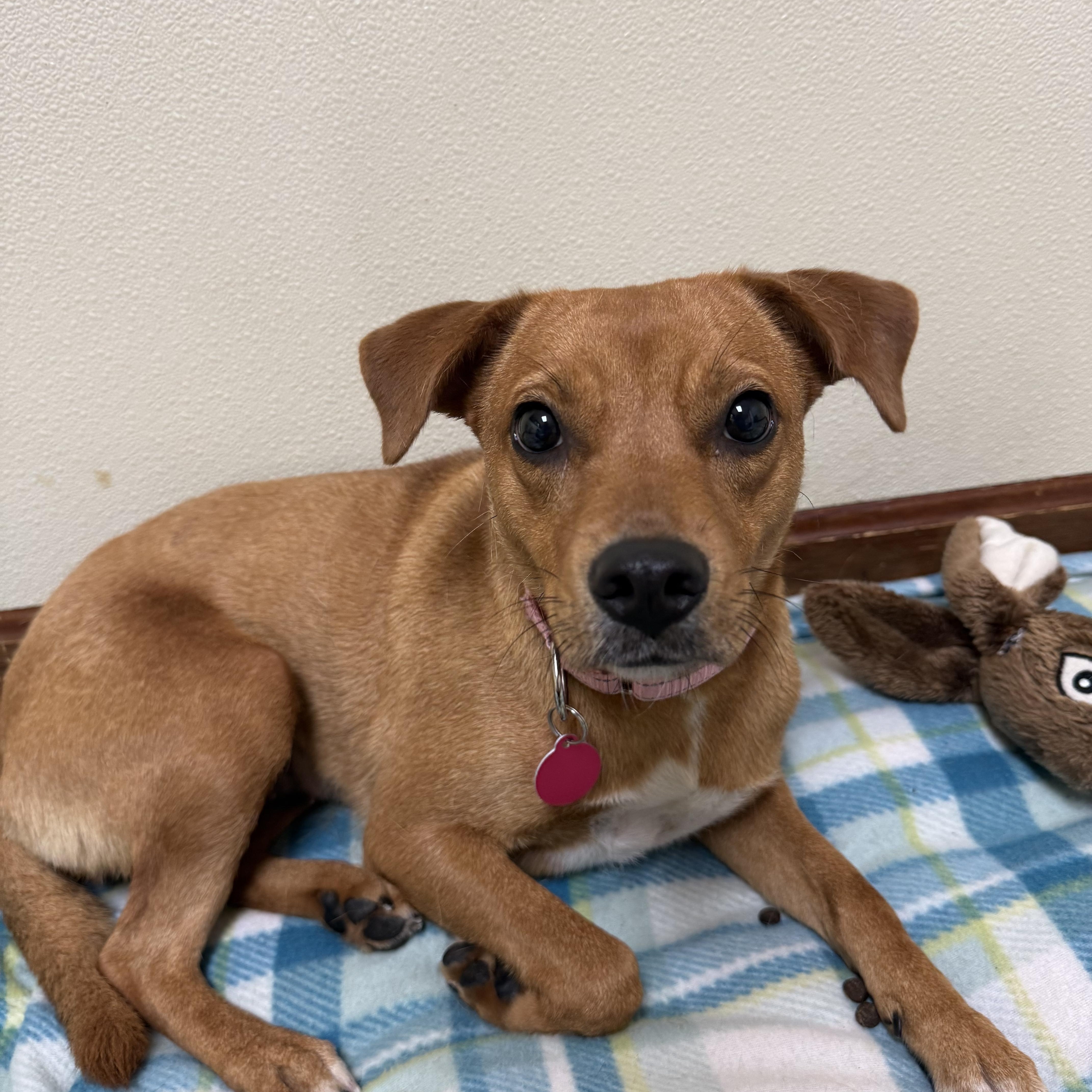 Enlarge Peanut, a ADOPTABLE mixed breed in Douglas, MA image 2/6